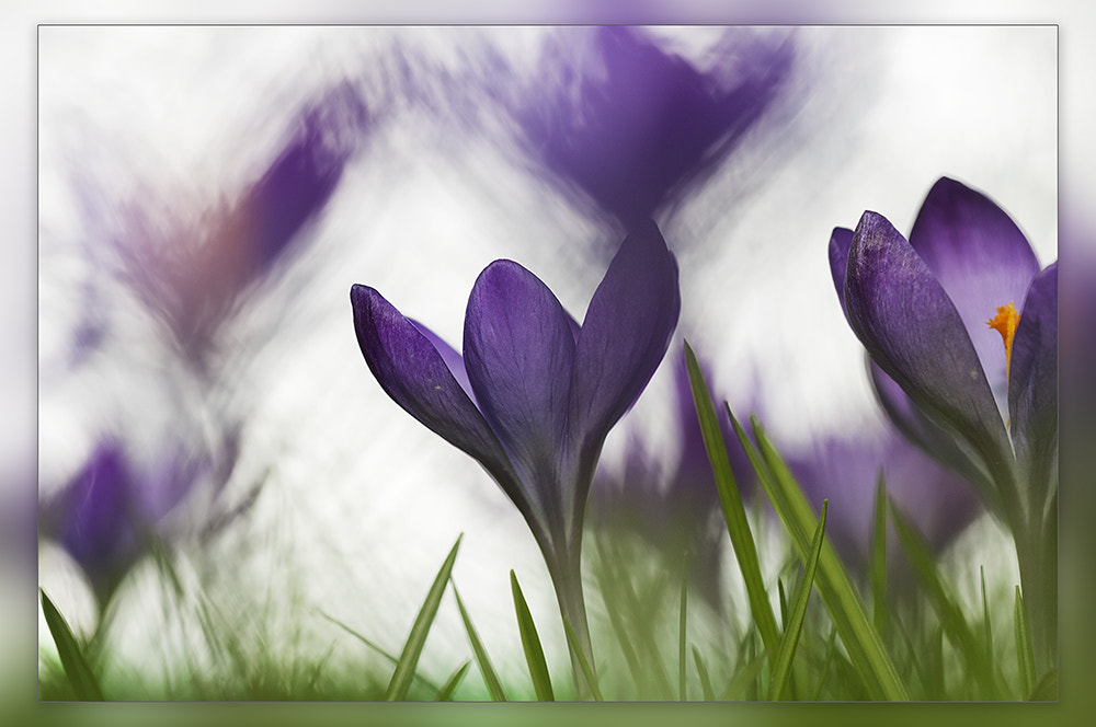 Nikon D300 + Sigma 150mm F2.8 EX DG OS Macro HSM sample photo. Crocuses photography