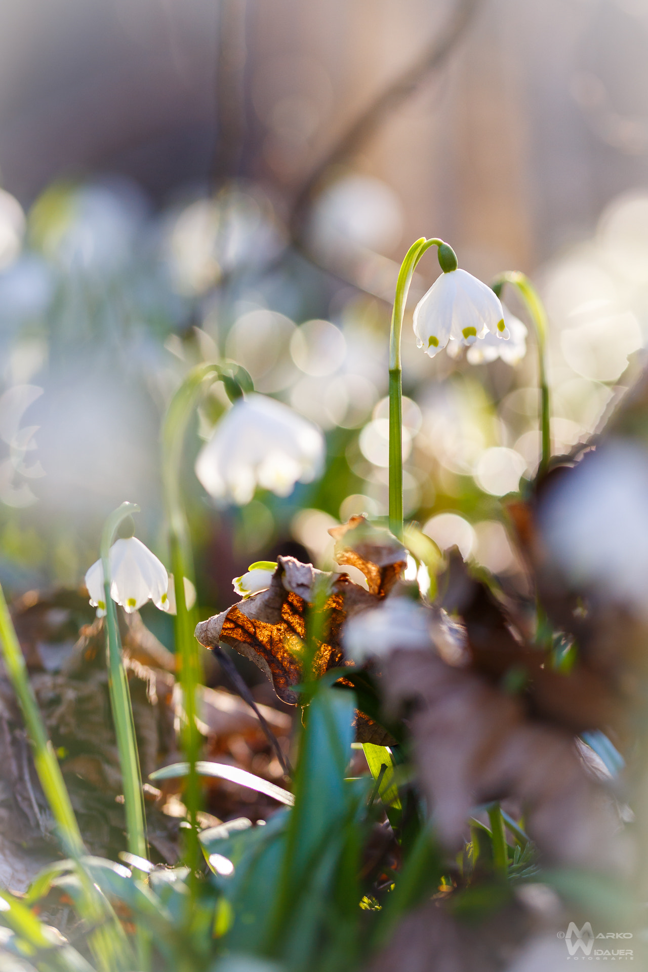 Sigma 105mm F2.8 EX DG OS HSM sample photo. Spring photography
