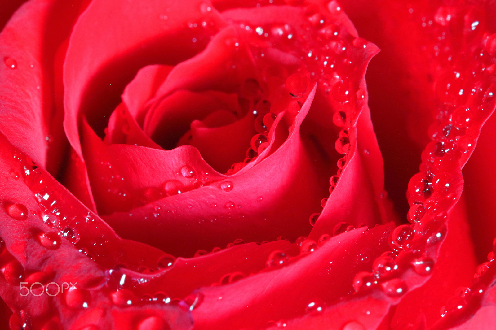 Canon EF 100mm F2.8 Macro USM sample photo. Red rose close up photography