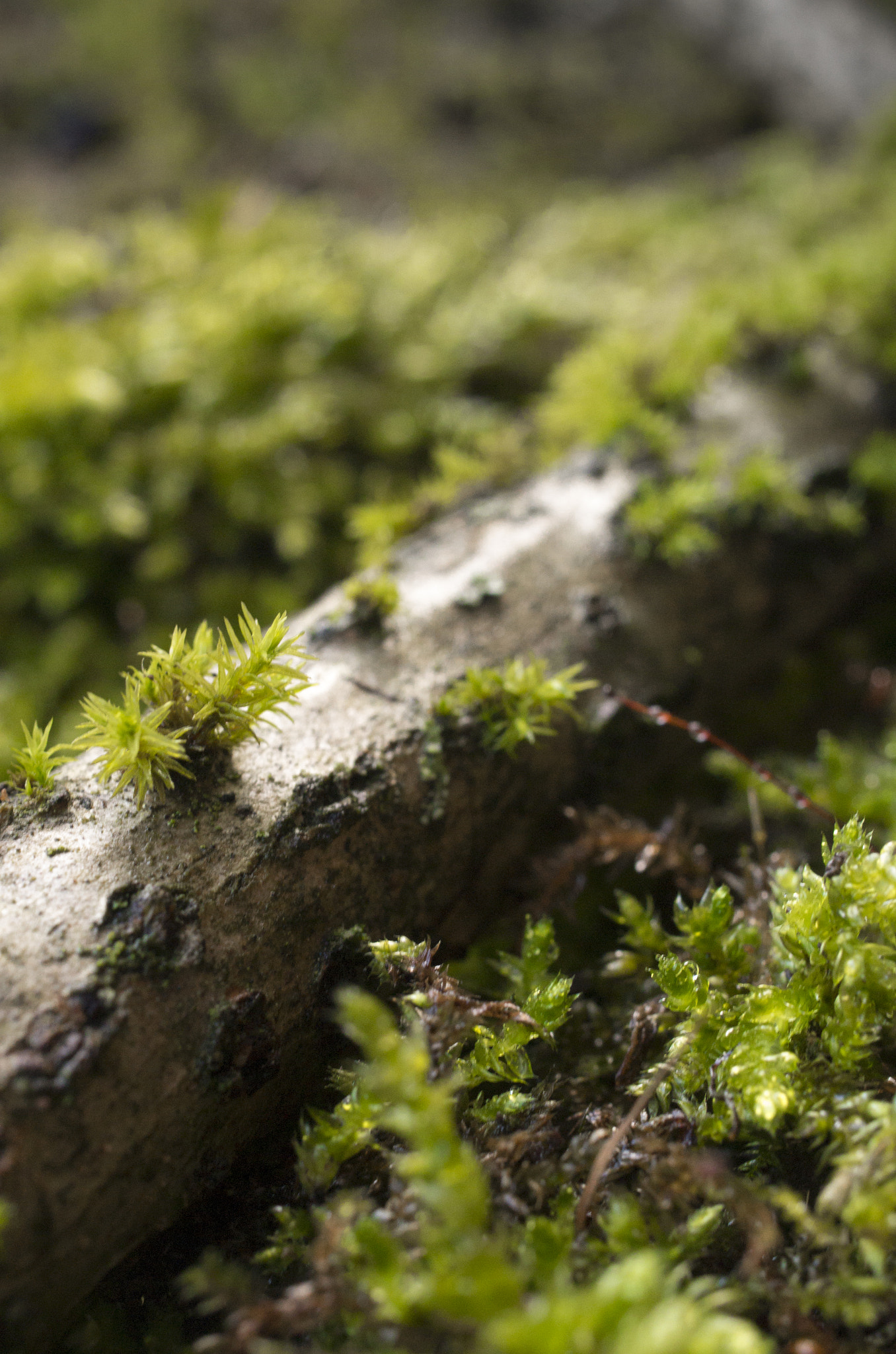 Pentax smc DA 35mm F2.8 Macro Limited sample photo. Moss on branch ii photography