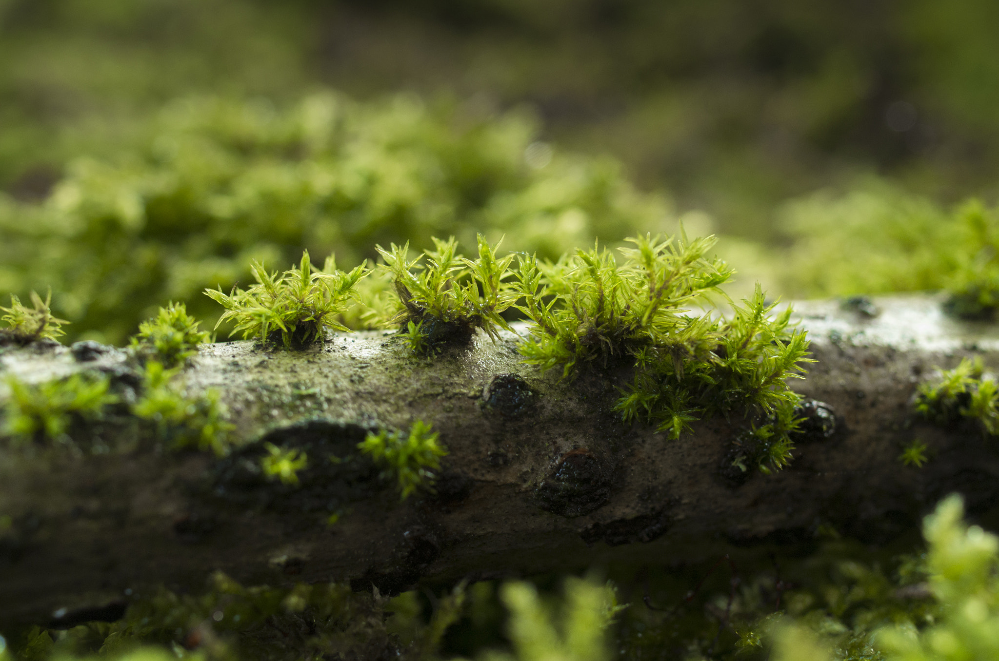 Pentax smc DA 35mm F2.8 Macro Limited sample photo. Moss on branch i photography