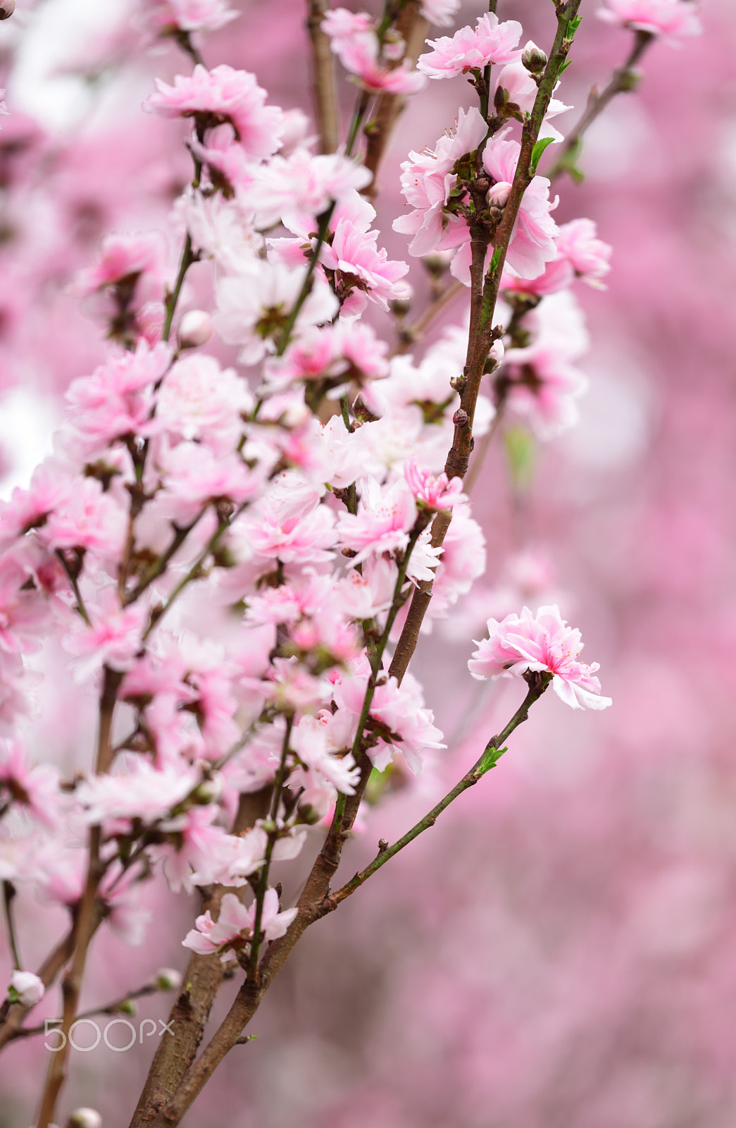 Nikon D810A sample photo. Flower photography