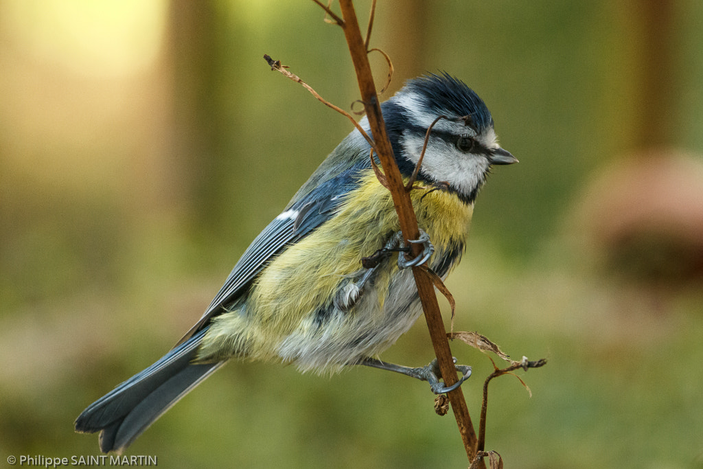 Canon EOS 60D + Canon EF 70-200mm F4L IS USM sample photo. Mésange bleue - blue tit photography