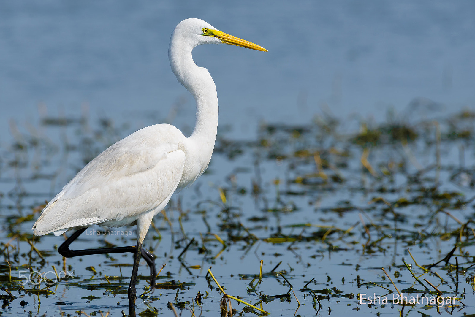 Nikon AF-S Nikkor 200-500mm F5.6E ED VR sample photo. Intermediate egret photography