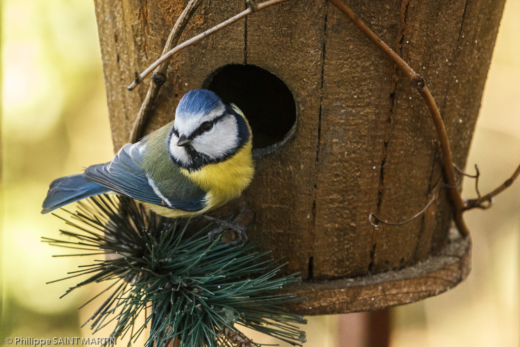 Canon EOS 60D + Canon EF 70-200mm F4L IS USM sample photo. Mésange bleue - blue tit photography