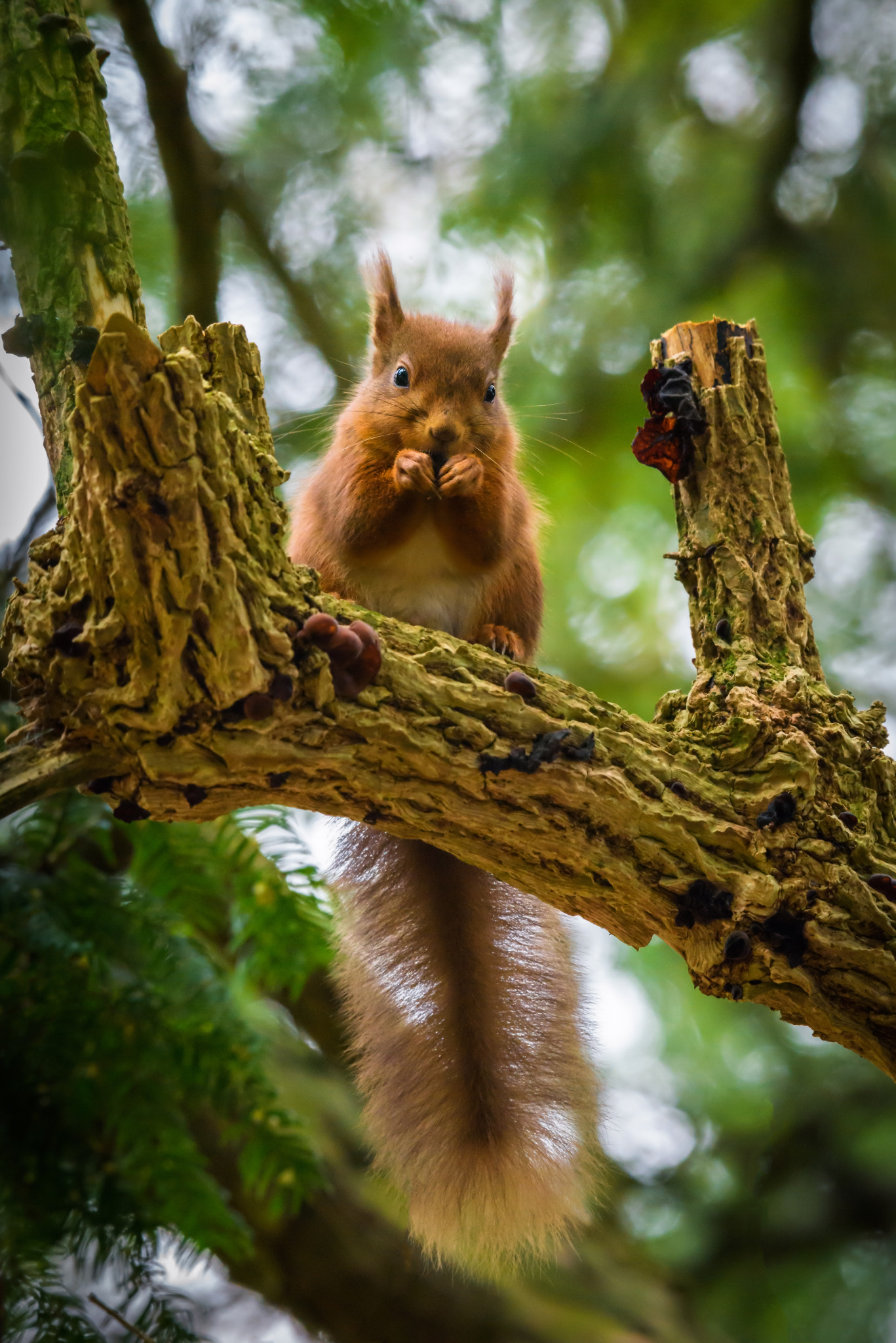 Nikon D810 sample photo. Irish red squirrel photography