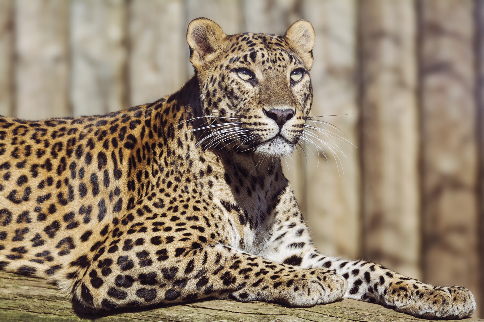 Sigma 150-600mm F5-6.3 DG OS HSM | S sample photo. Ceylon leopard (panthera pardus kotiya) photography