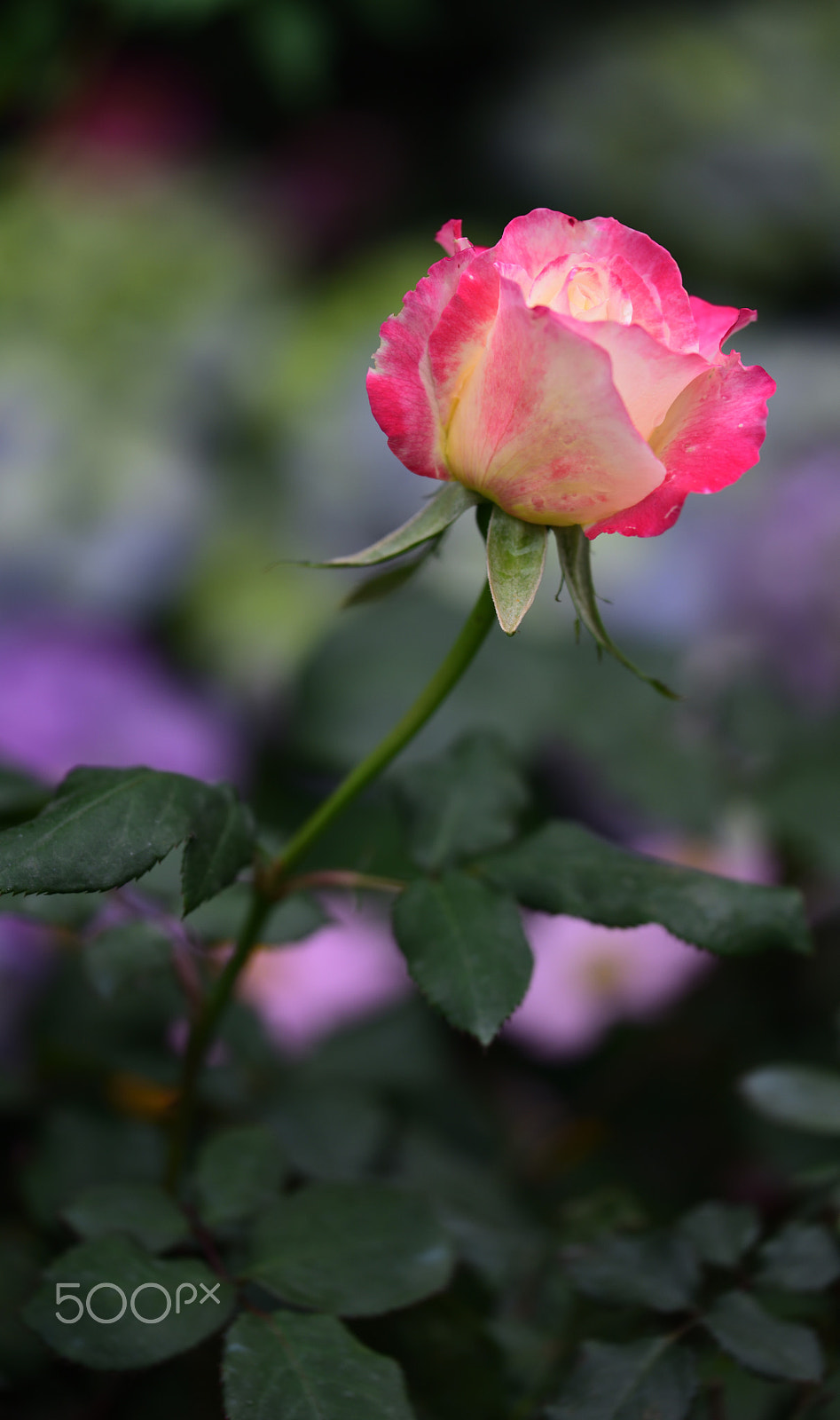 Nikon D810A sample photo. Flower photography