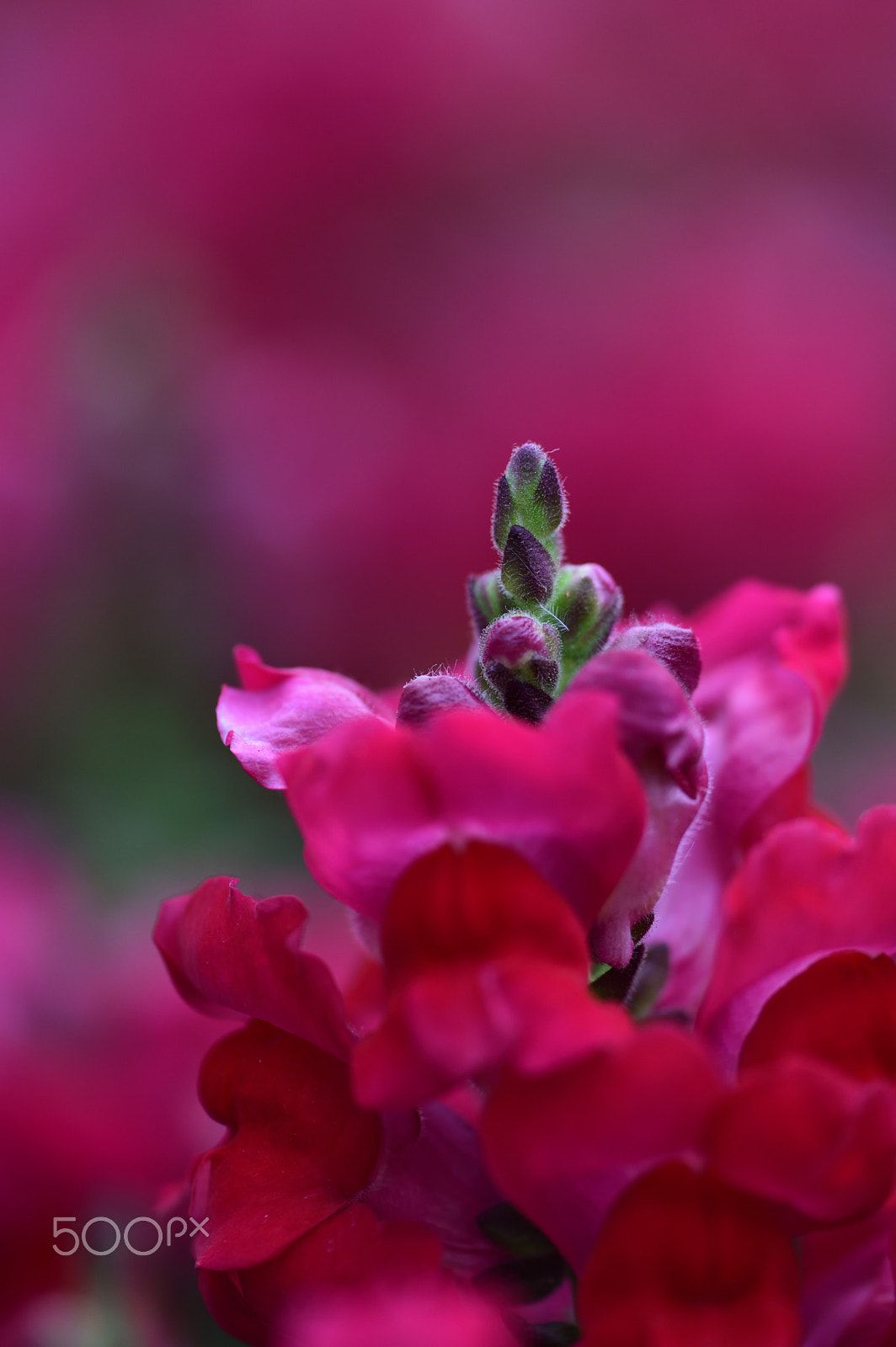 Nikon D810A sample photo. Flower photography