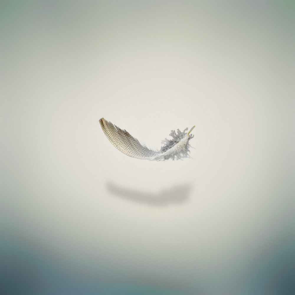 Sigma 105mm F2.8 EX DG OS HSM sample photo. Feather photography