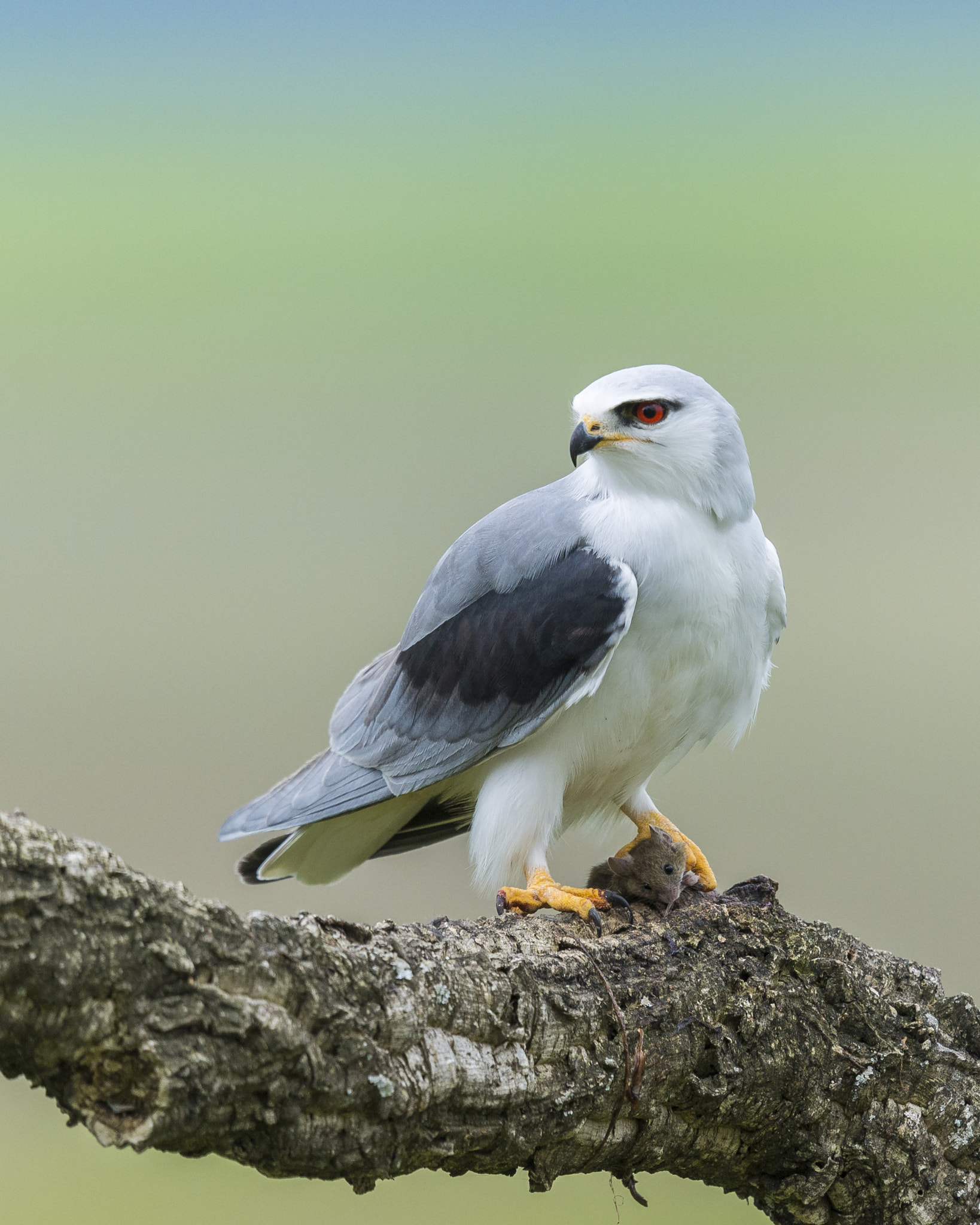 Nikon D610 + Nikon AF-S Nikkor 600mm F4G ED VR sample photo. Elanio común elanus caeruleus photography