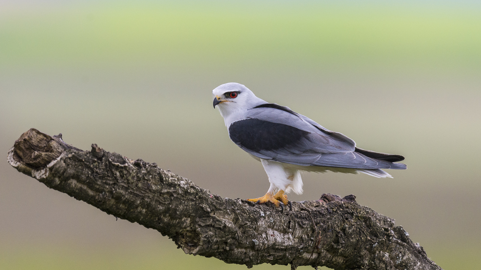 Nikon D610 + Nikon AF-S Nikkor 600mm F4G ED VR sample photo. Elanio común elanus caeruleus photography