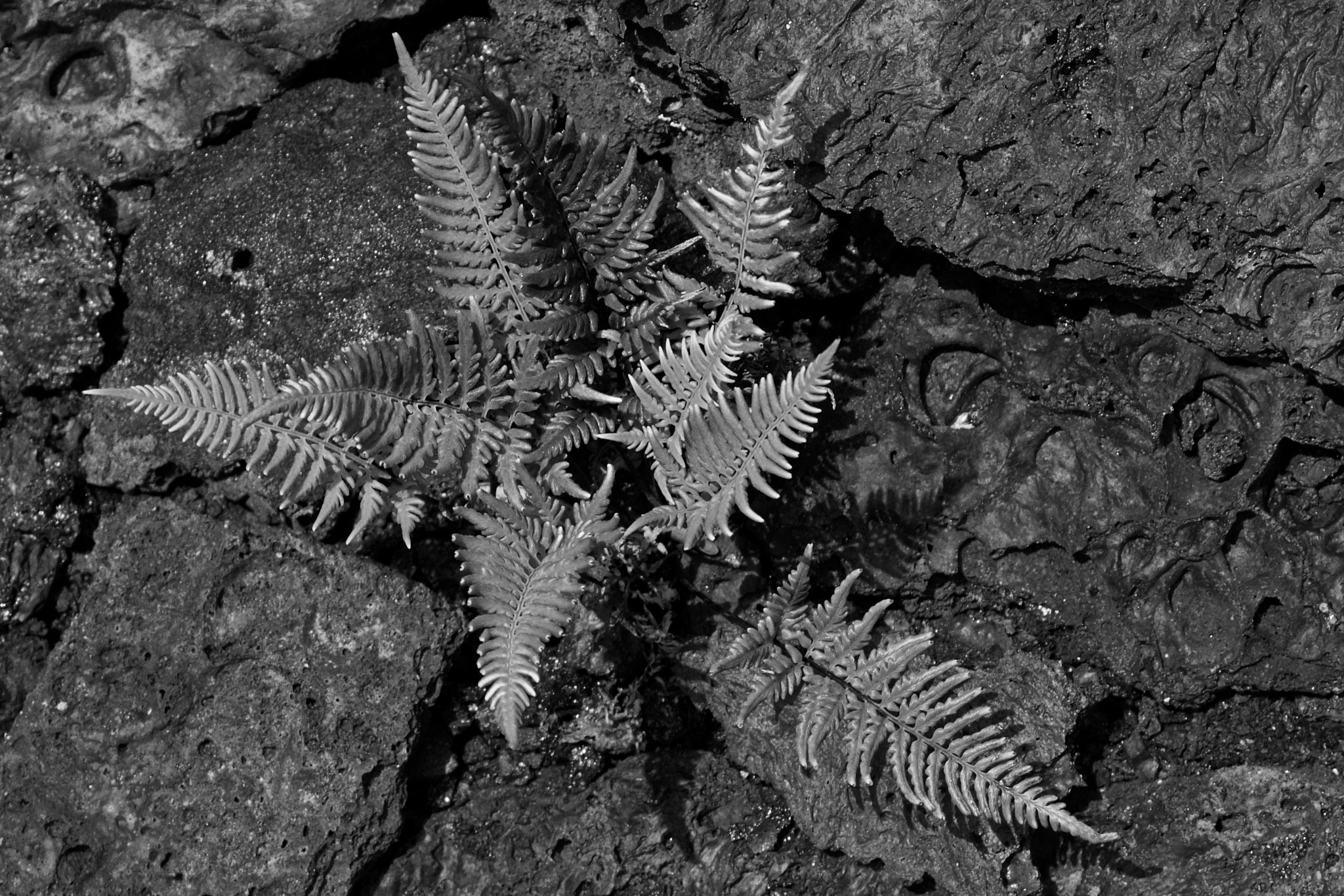 Canon EOS 550D (EOS Rebel T2i / EOS Kiss X4) sample photo. Fern on lava b/w photography