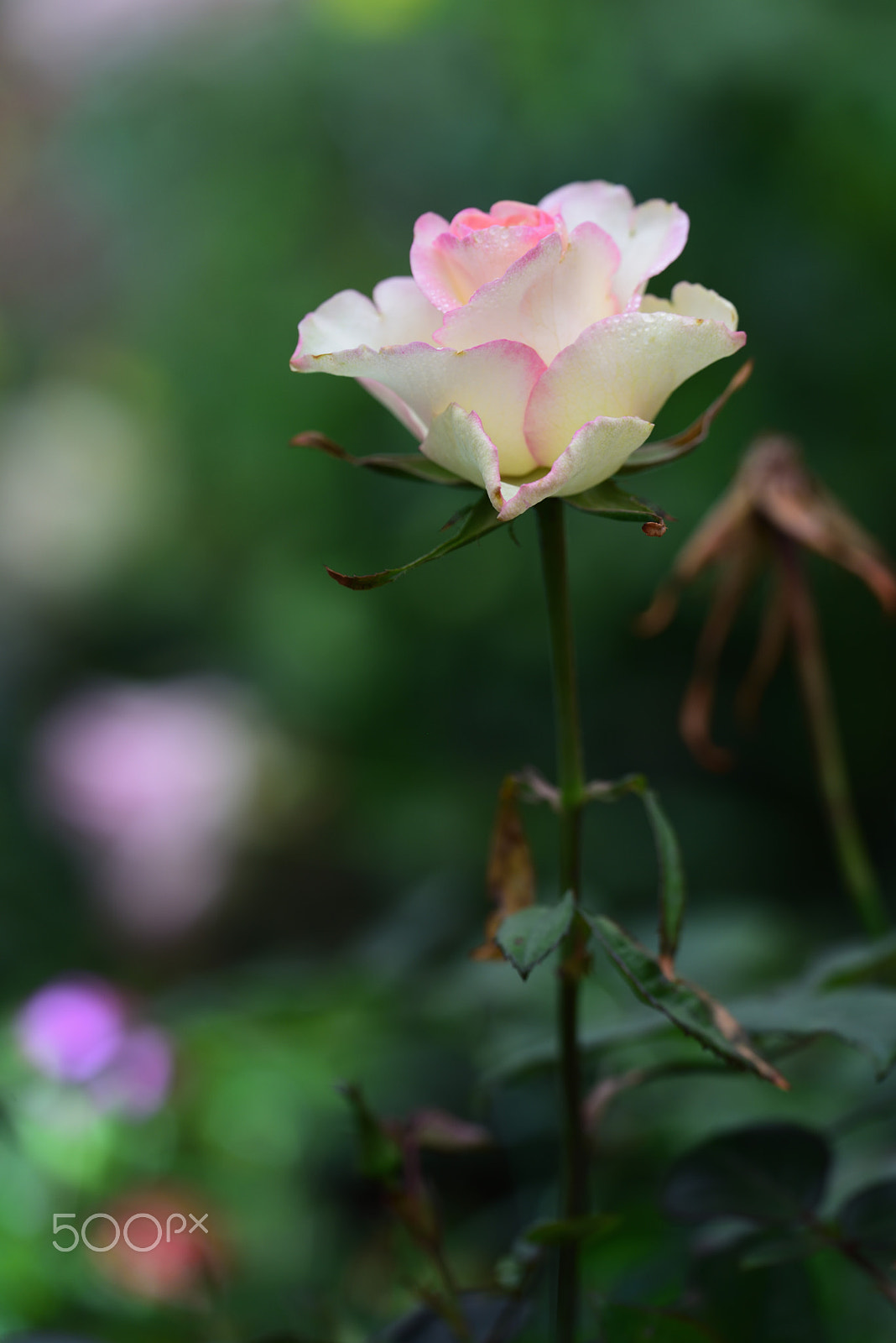 Nikon D810A sample photo. Flower photography