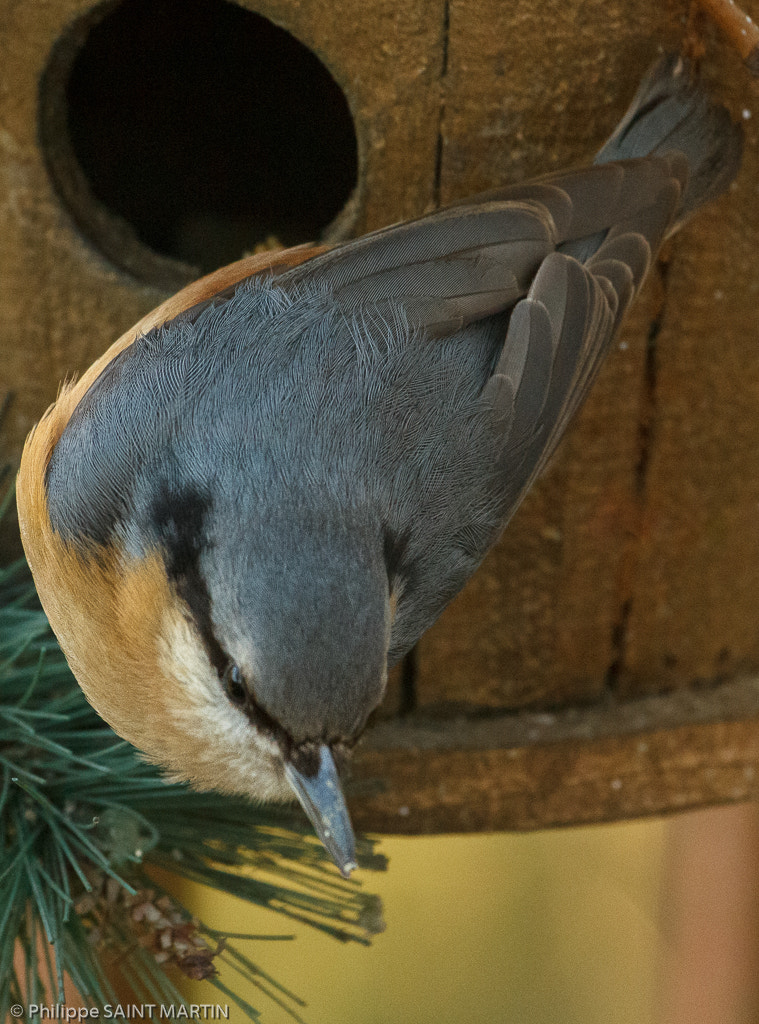 Canon EOS 60D + Canon EF 70-200mm F4L IS USM sample photo. Sitelle torchepot - eurasian nuthatch photography