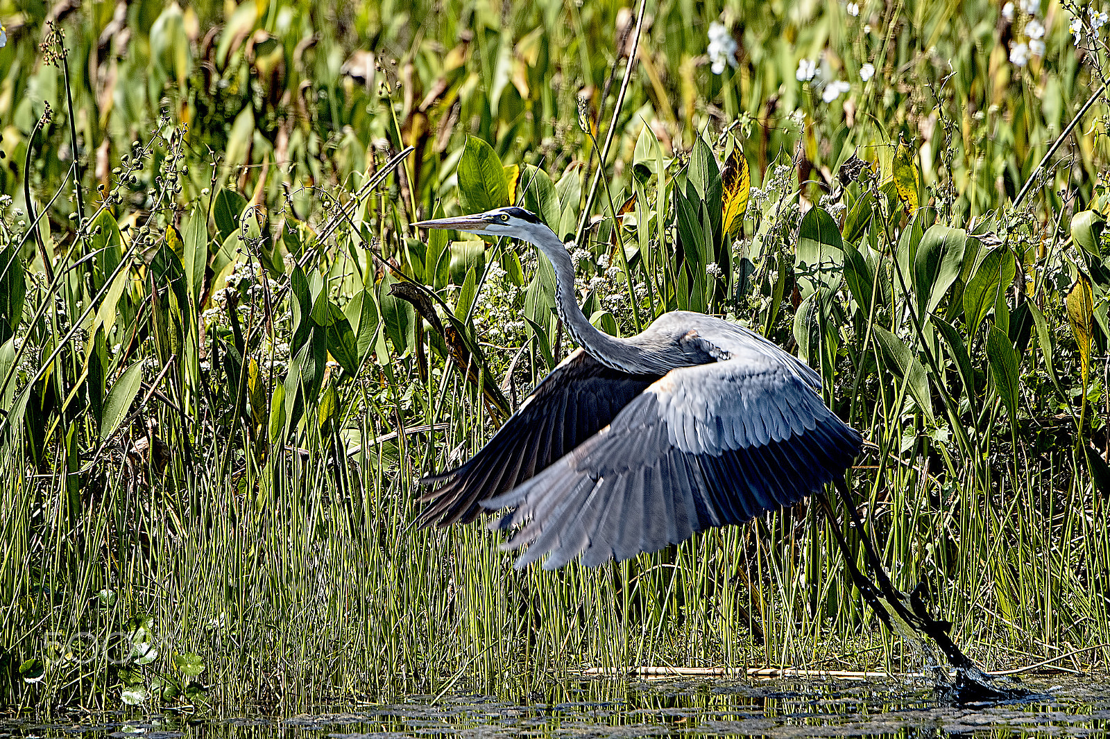Nikon D810 sample photo. Departing photography