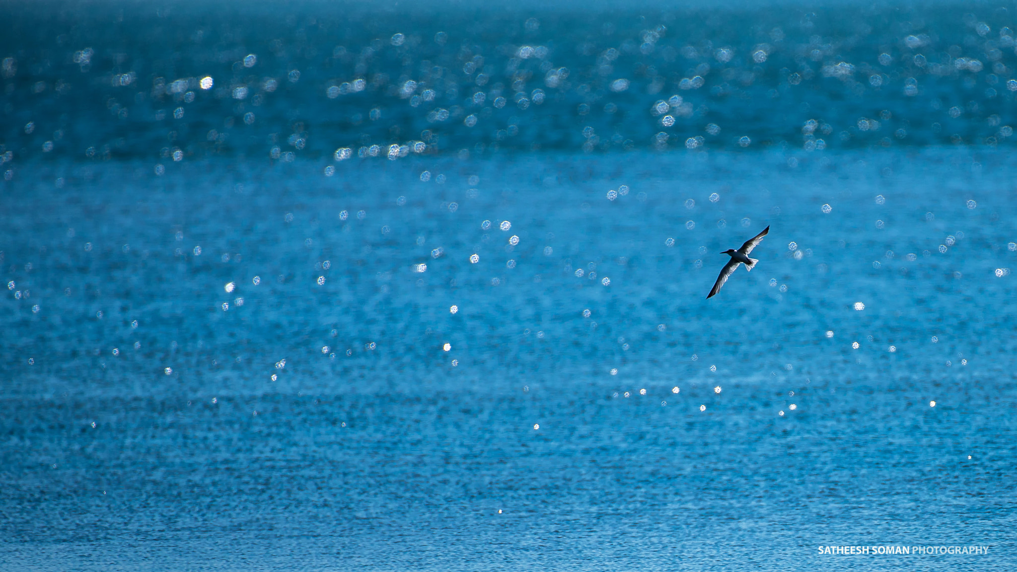 Nikon AF-S Nikkor 200-500mm F5.6E ED VR sample photo. Amazing nature photography