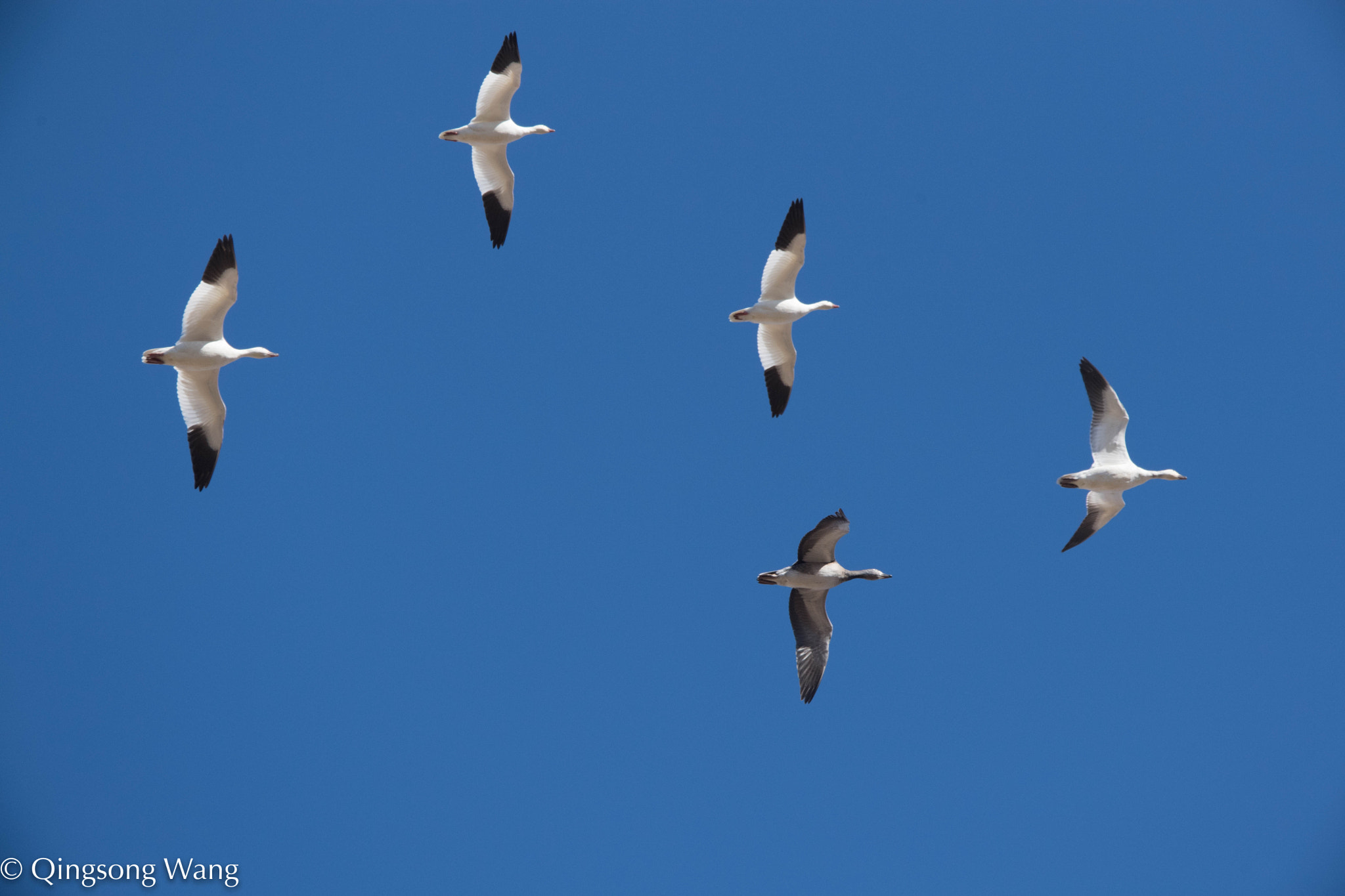 Nikon AF-S Nikkor 600mm F4E FL ED VR sample photo. Kansas, snow goose photography