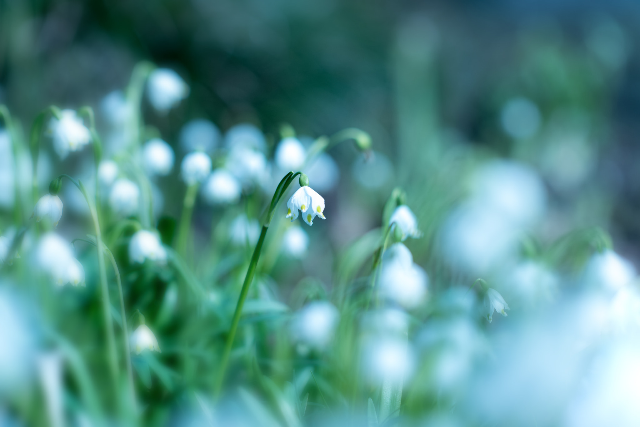 Nikon D750 + Nikon AF-S Nikkor 85mm F1.4G sample photo. Plantenunblomen photography