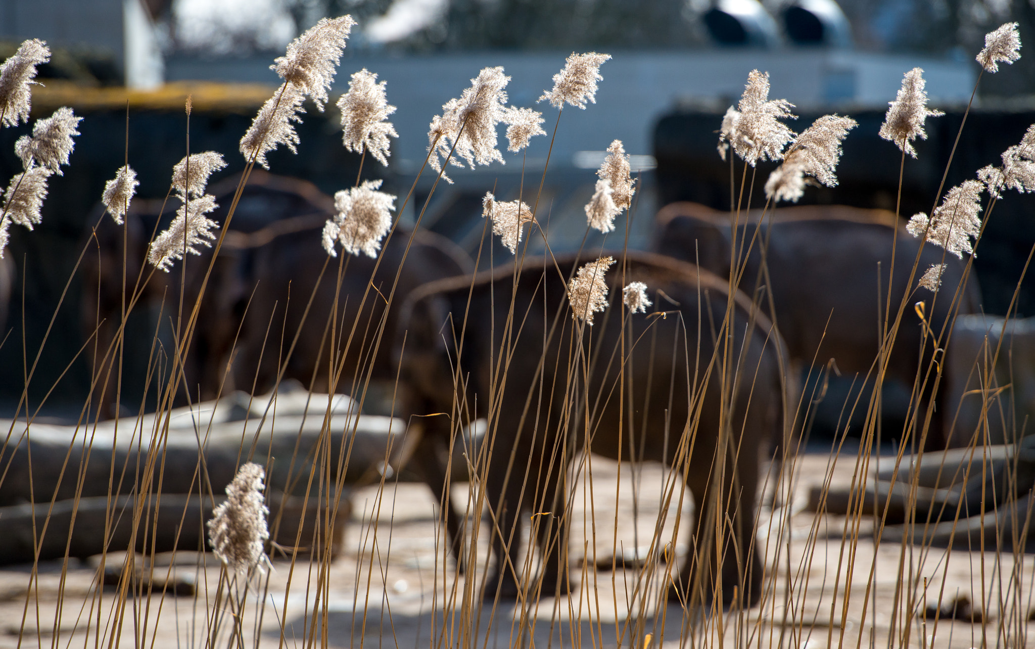 Nikon D800E sample photo. Elephanten hinter pampasgras photography
