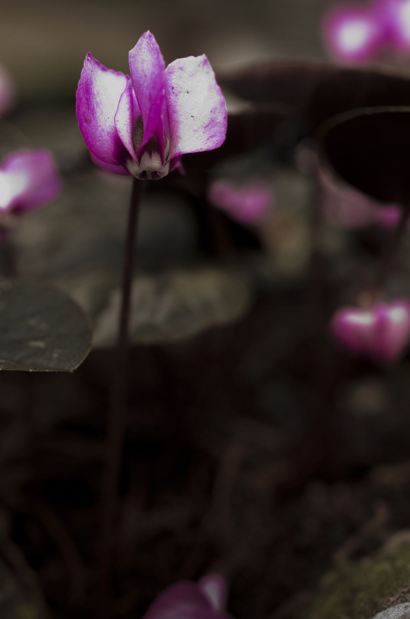 Pentax smc DA 35mm F2.8 Macro Limited sample photo. Cyclamen photography