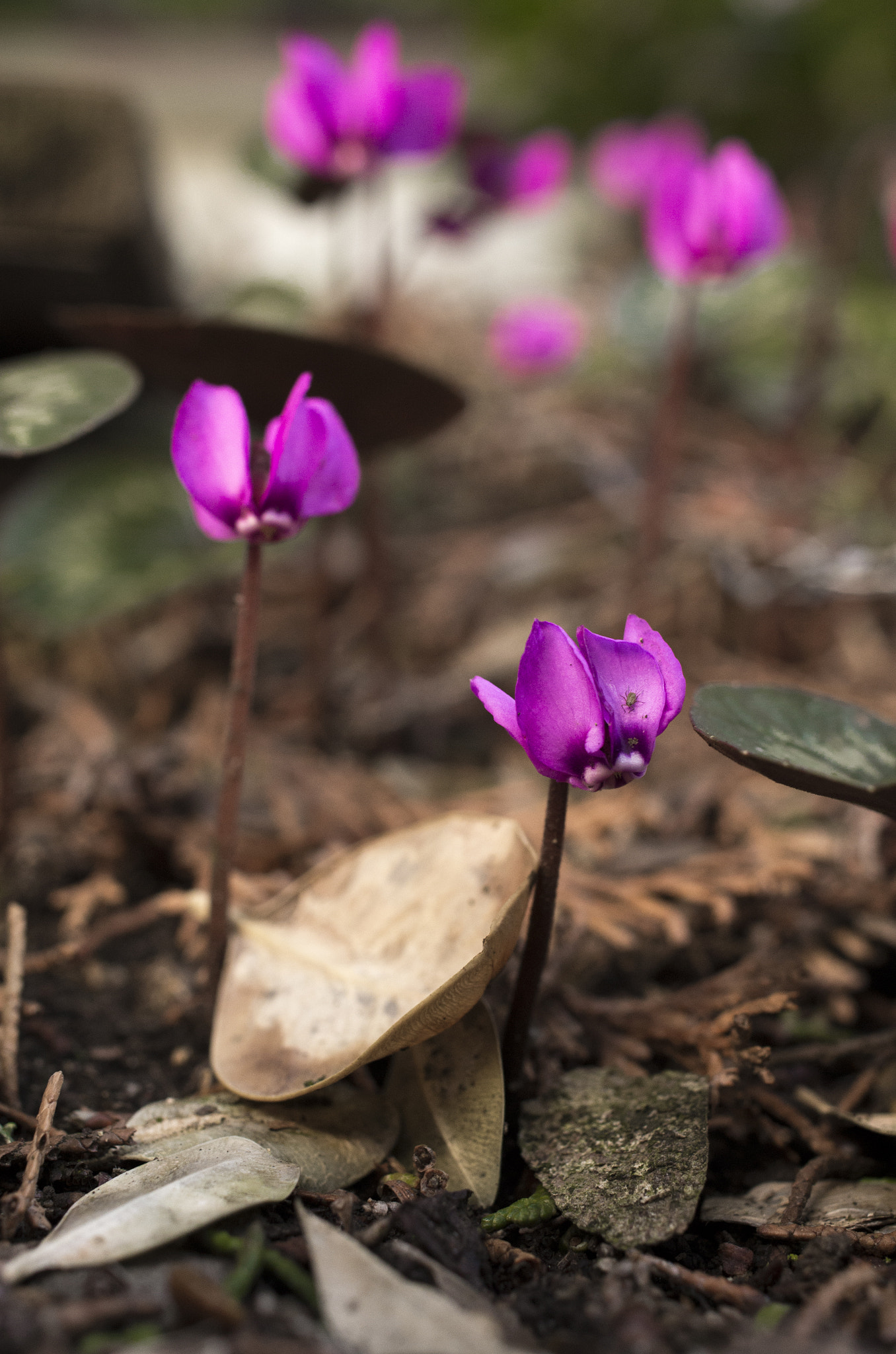 Pentax smc DA 35mm F2.8 Macro Limited sample photo. Pink cyclamen photography