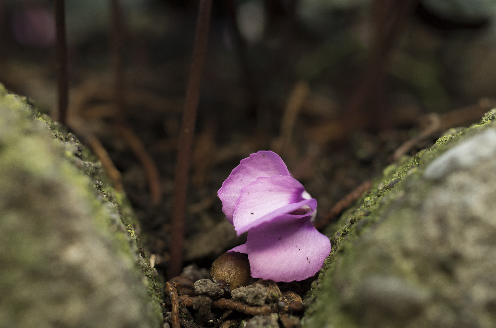 Pentax smc DA 35mm F2.8 Macro Limited sample photo. Fallen cyclamen photography