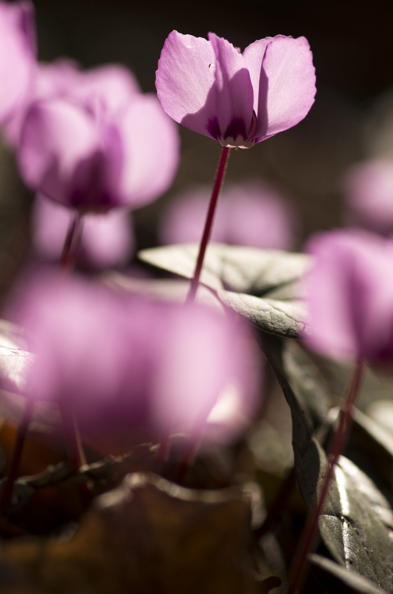 Pentax K-30 sample photo. Backlit cyclamen photography