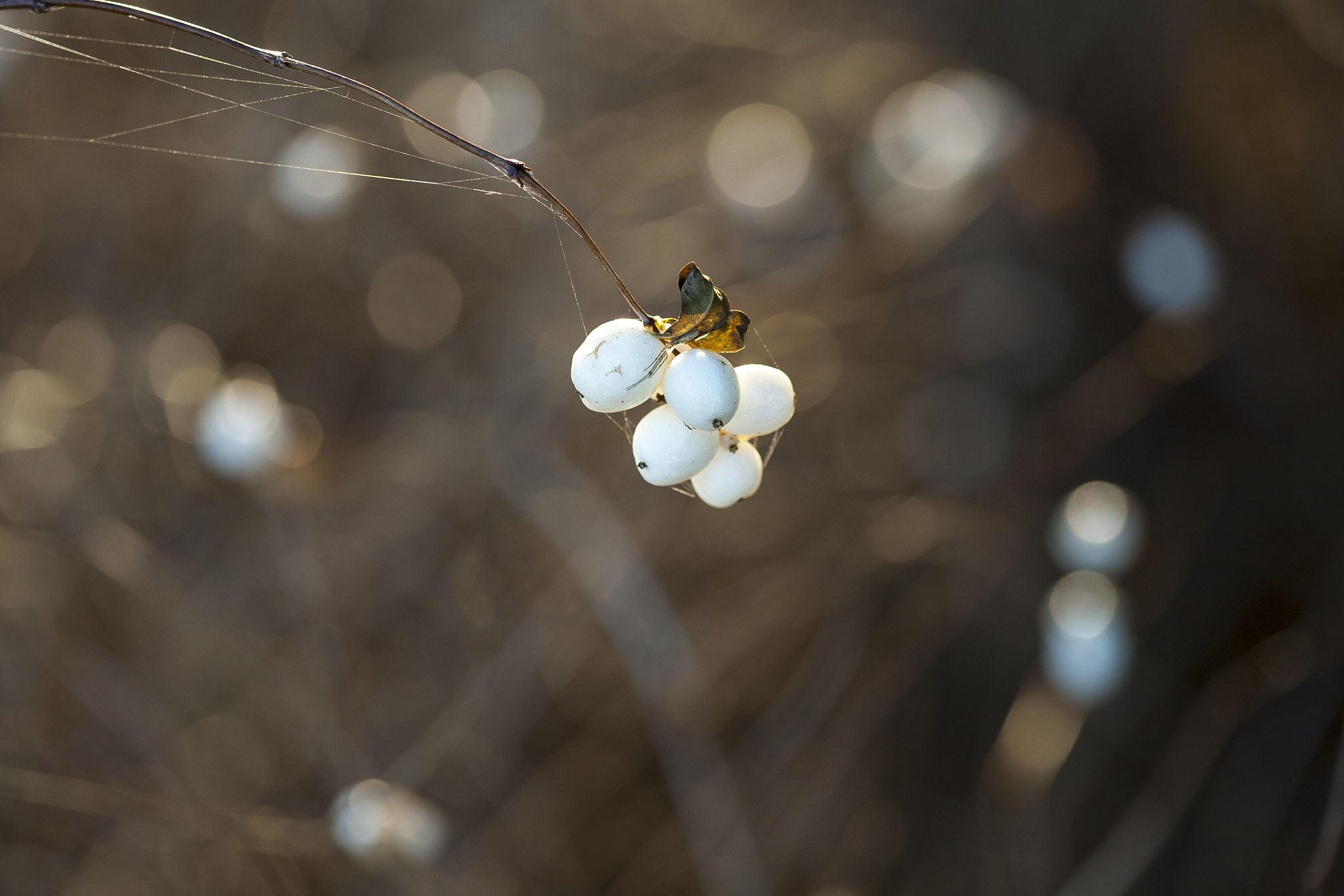 Canon EOS 5D + Canon EF 100mm F2.8 Macro USM sample photo. Snowberry (of ) photography