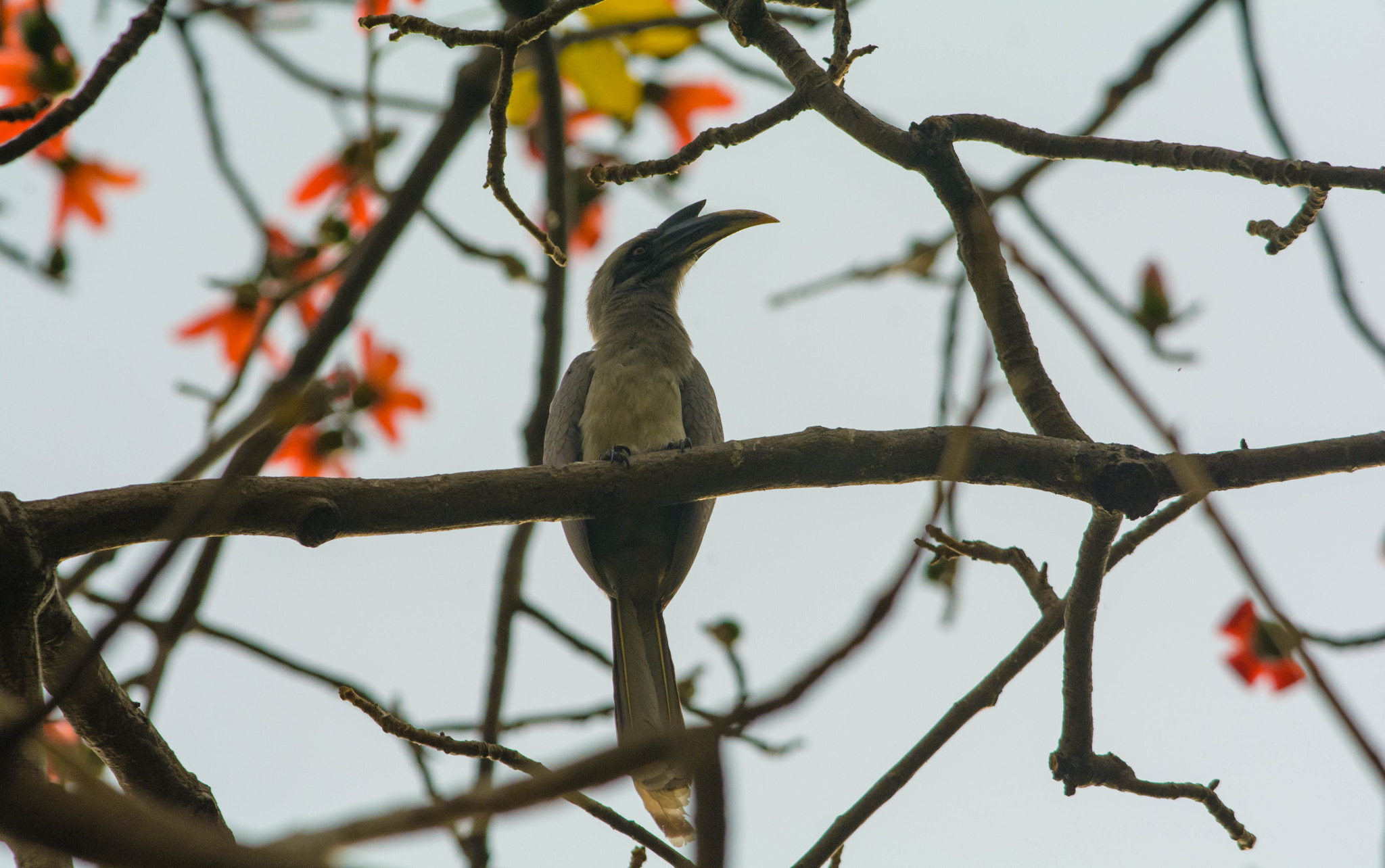 Nikon D7100 + Nikon AF-S Nikkor 300mm F4D ED-IF sample photo. Indian grey hornbil photography