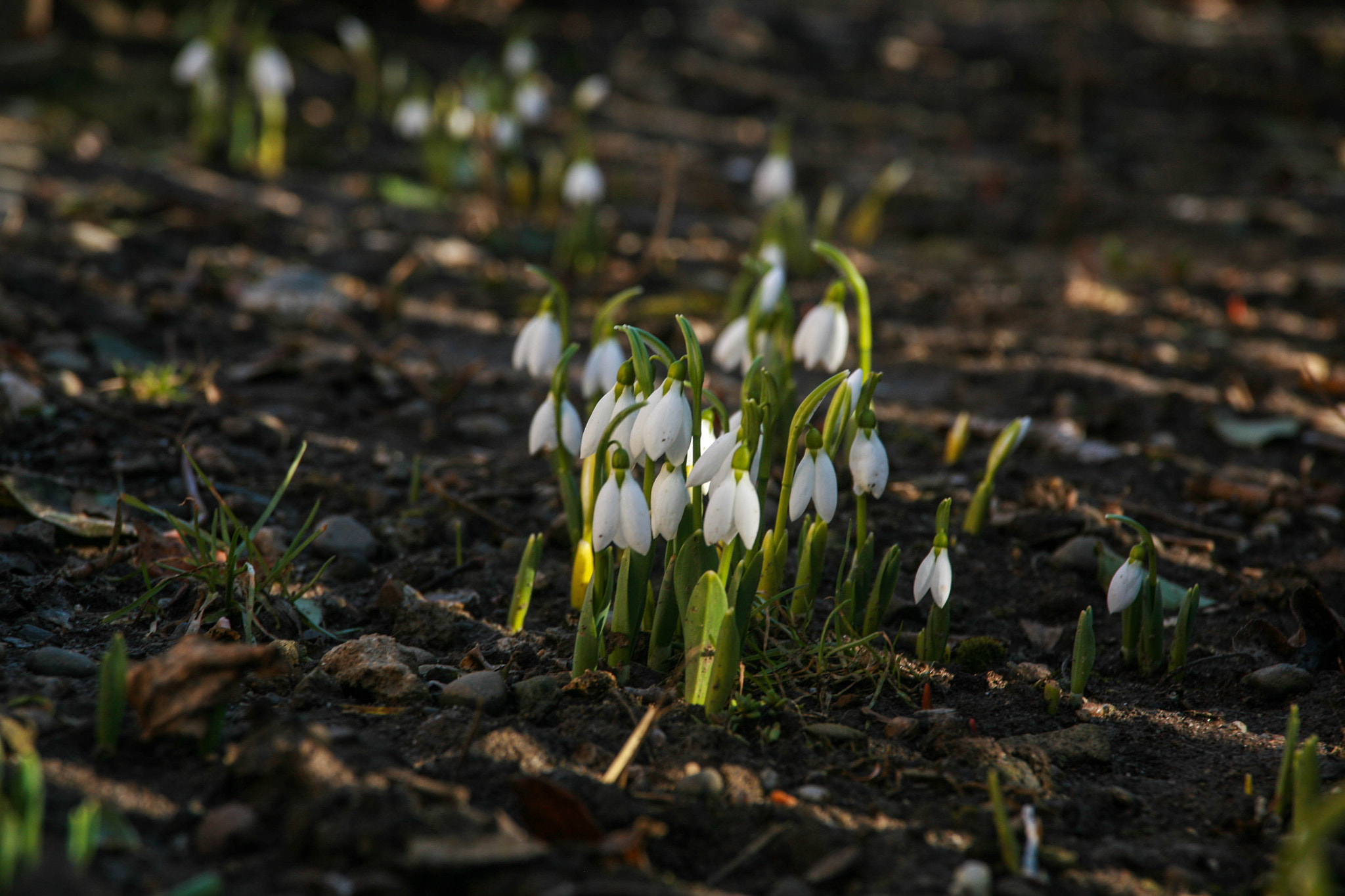Canon EF 24-85mm F3.5-4.5 USM sample photo. Snowdrops photography