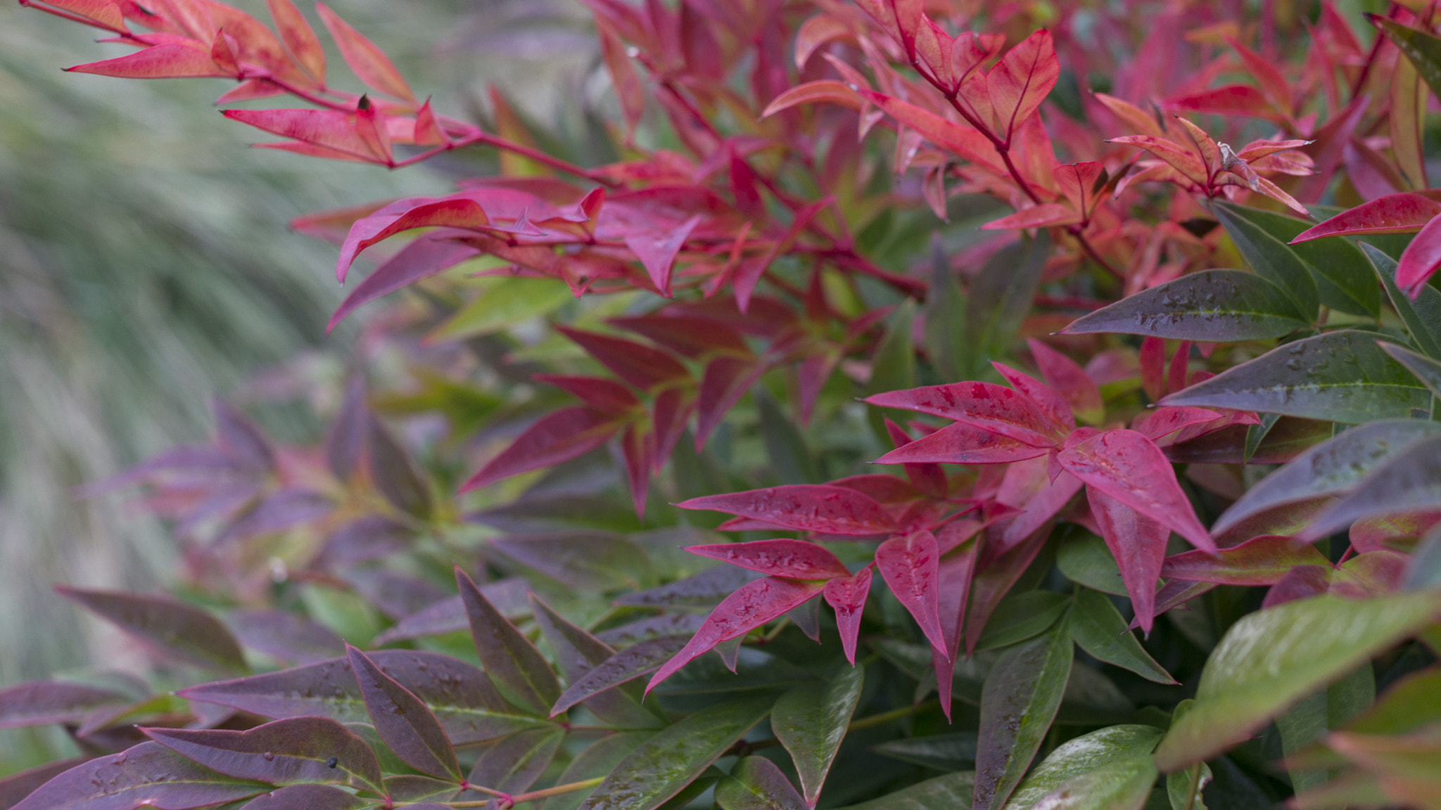 Sony Alpha NEX-6 sample photo. Spring red foliage photography