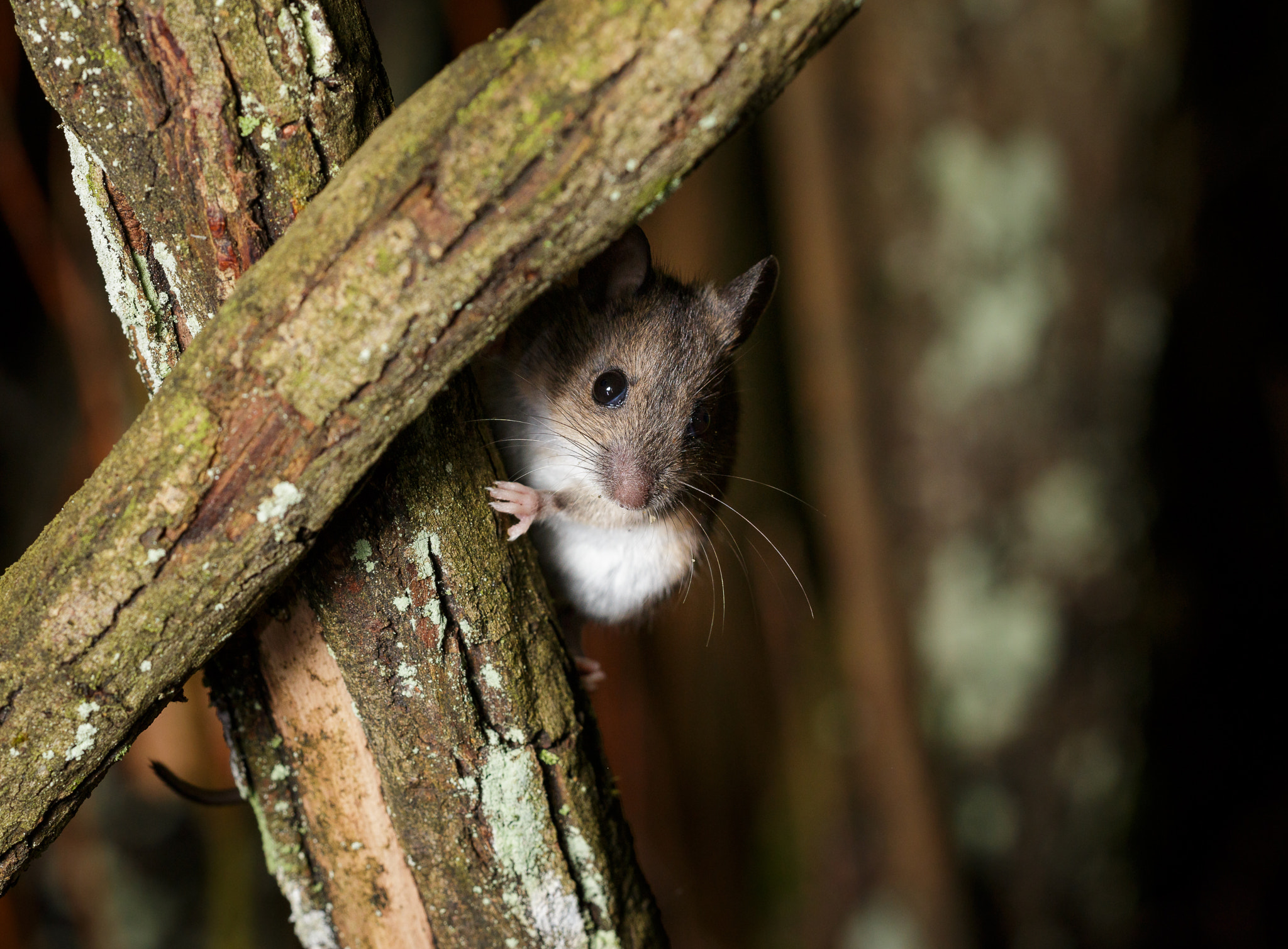 Sigma 150mm f/2.8 EX DG OS HSM APO Macro sample photo. Wood mouse photography