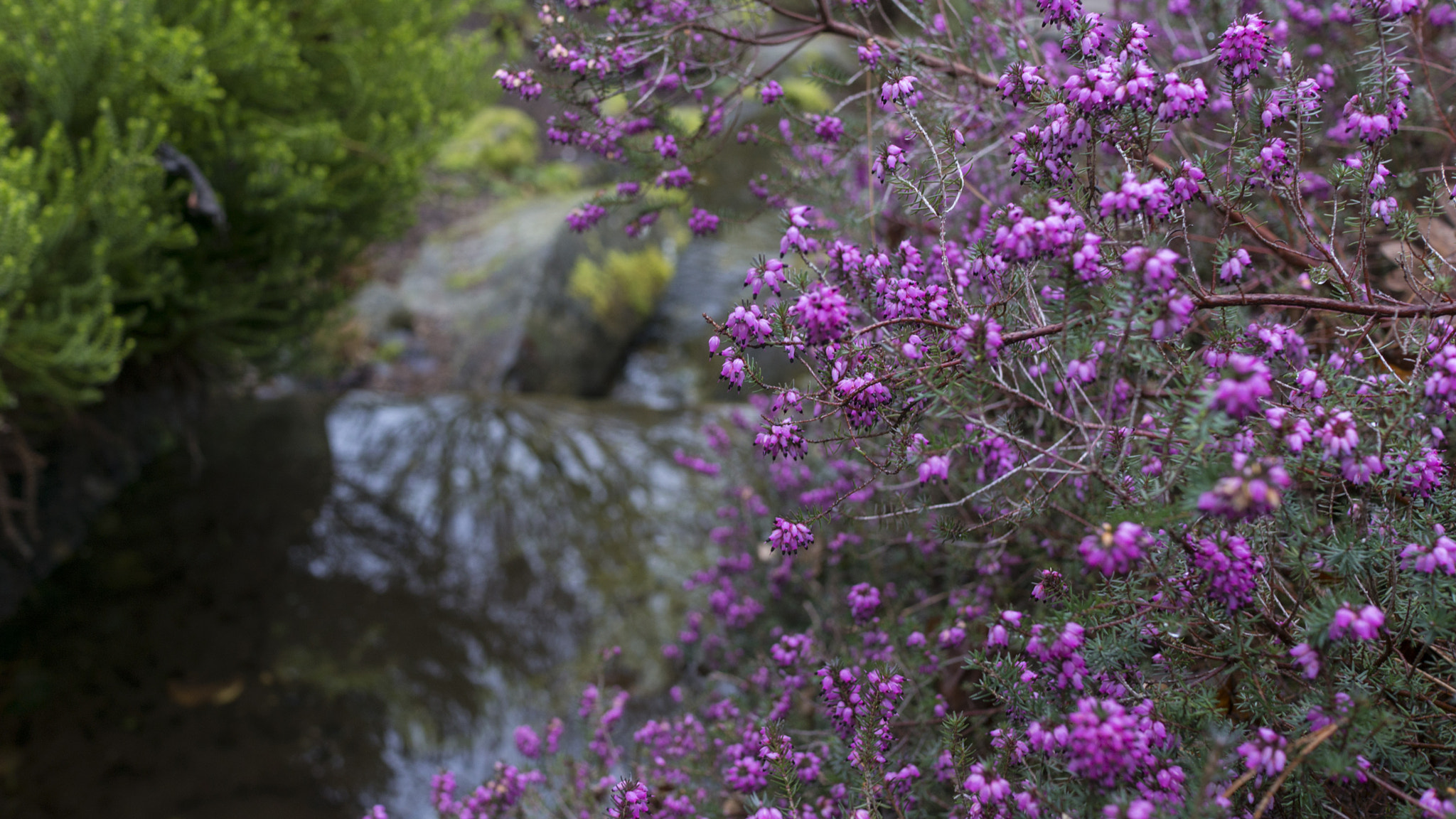 Sony Alpha NEX-6 + Sony Sonnar T* E 24mm F1.8 ZA sample photo. Spring purple flower photography