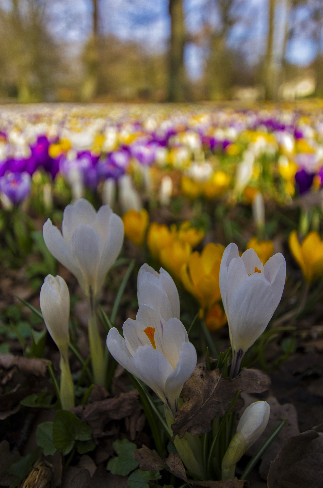 Pentax K-5 sample photo. Springmytown 2017 photography