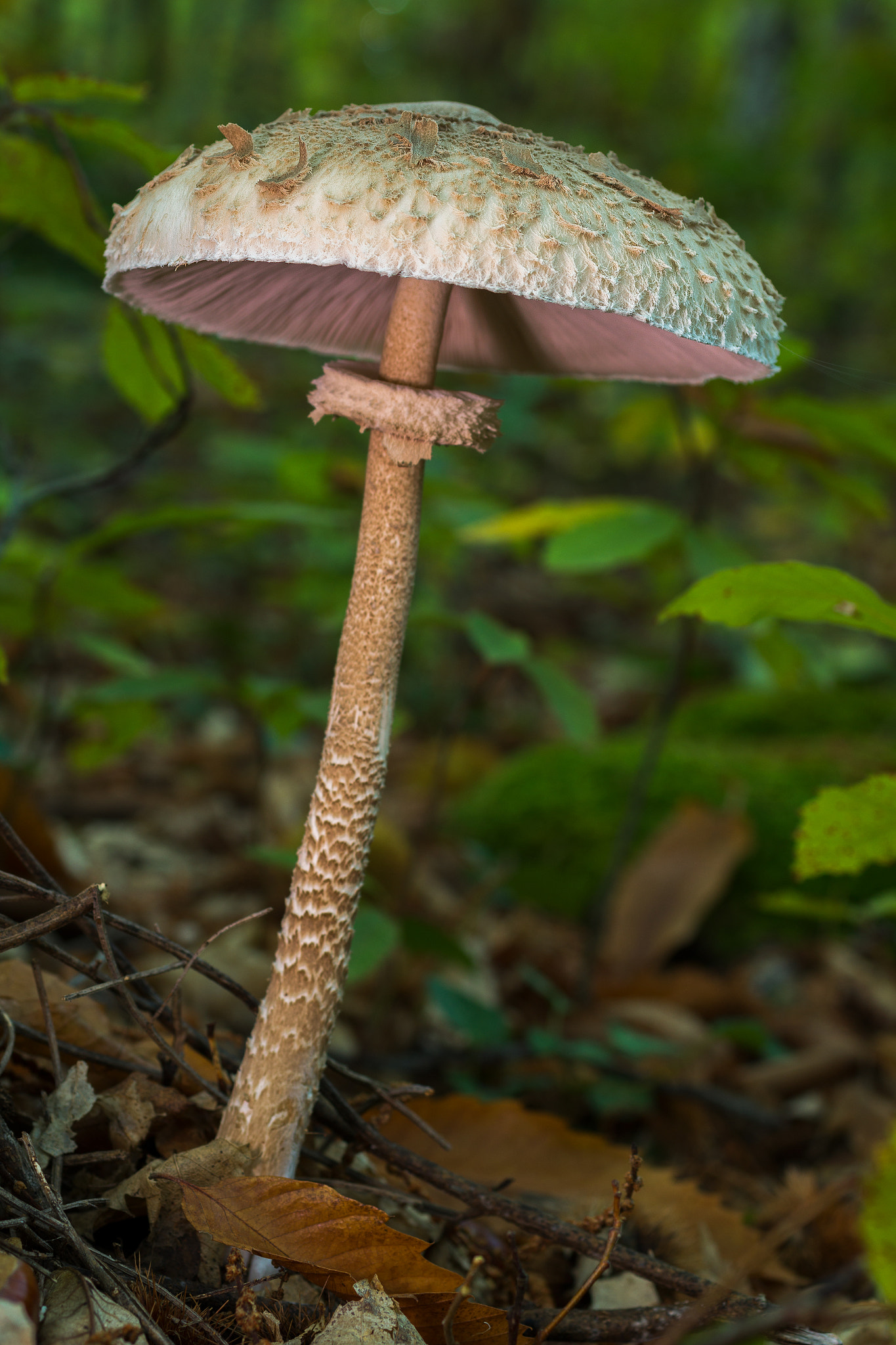 Canon EOS 60D + Sigma 50mm f/2.8 EX sample photo. Macrolepiota procera  291016-9635 photography