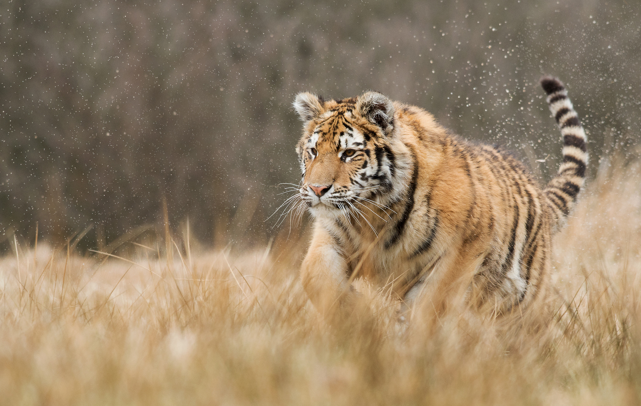 Nikon AF-S Nikkor 300mm F4D ED-IF sample photo. Tiger photography