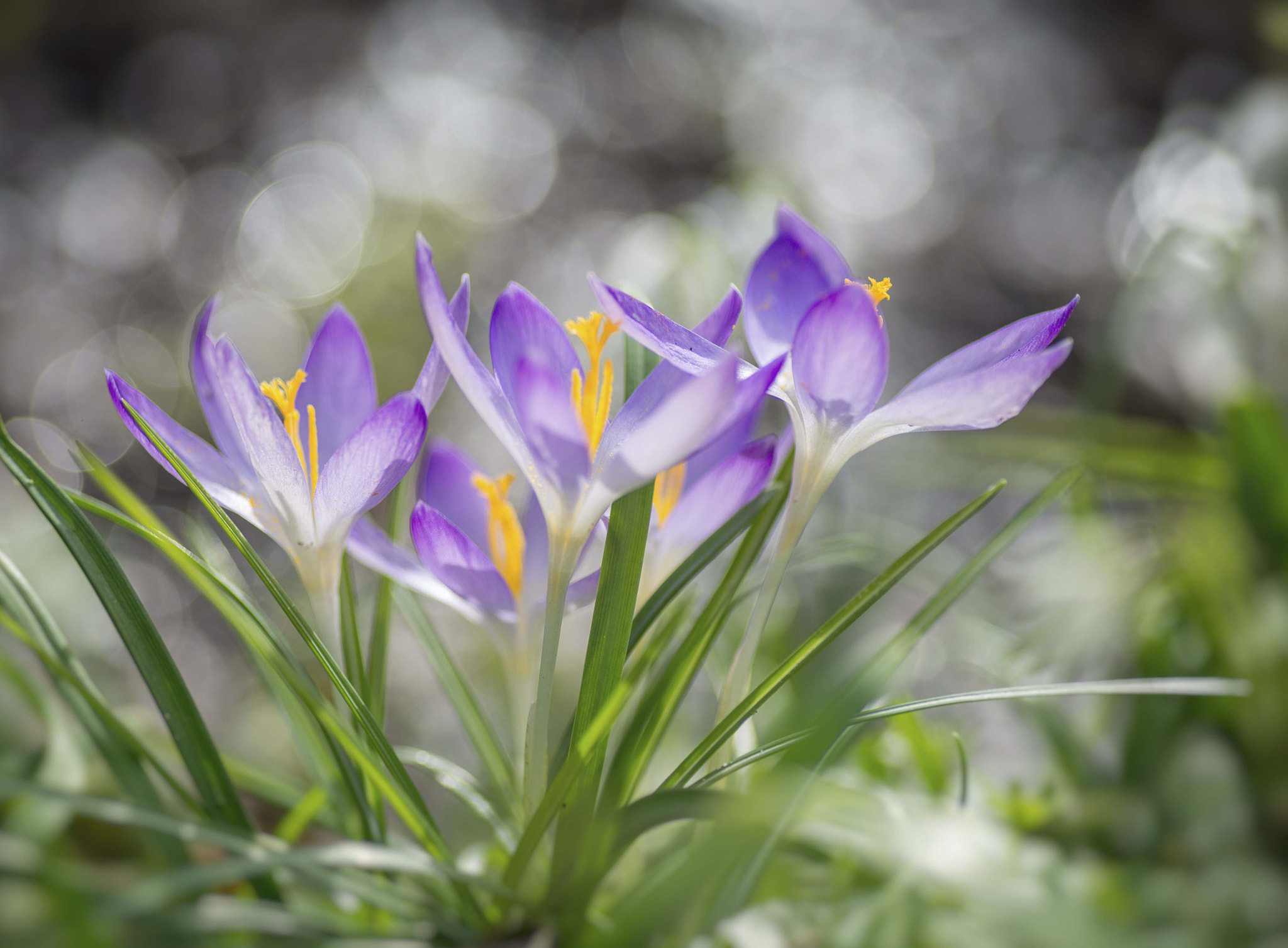 Tokina AT-X Pro 100mm F2.8 Macro sample photo. Crocus photography