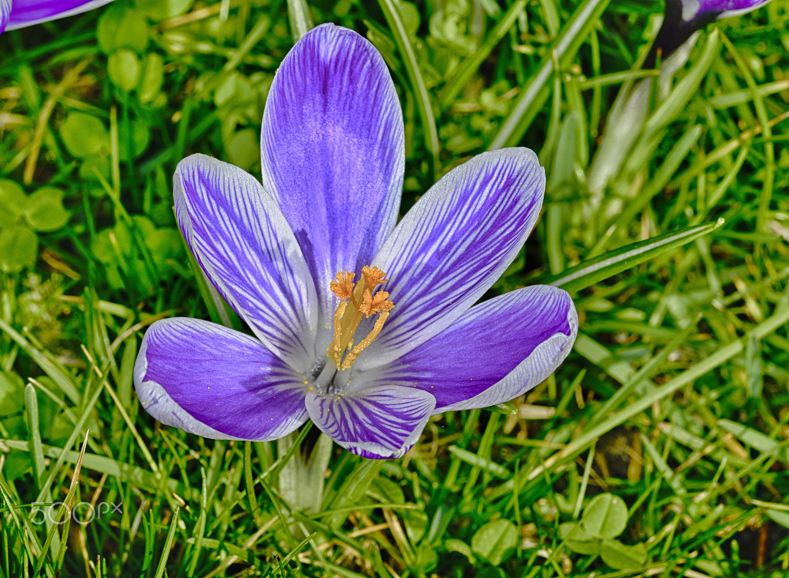 Sigma 105mm F2.8 EX DG OS HSM sample photo. Crocus in the sun photography