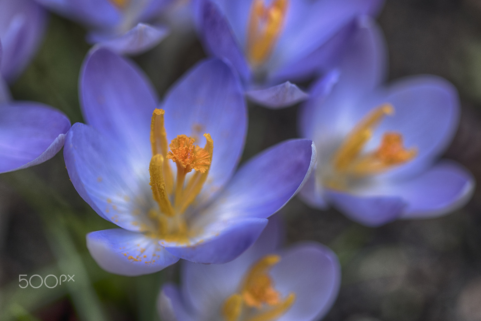 Sigma 105mm F2.8 EX DG OS HSM sample photo. Crocus photography