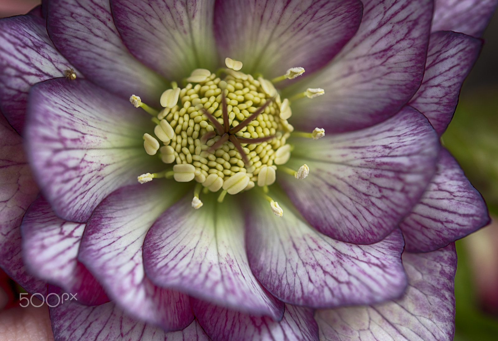 Sigma 105mm F2.8 EX DG OS HSM sample photo. Helleborus photography