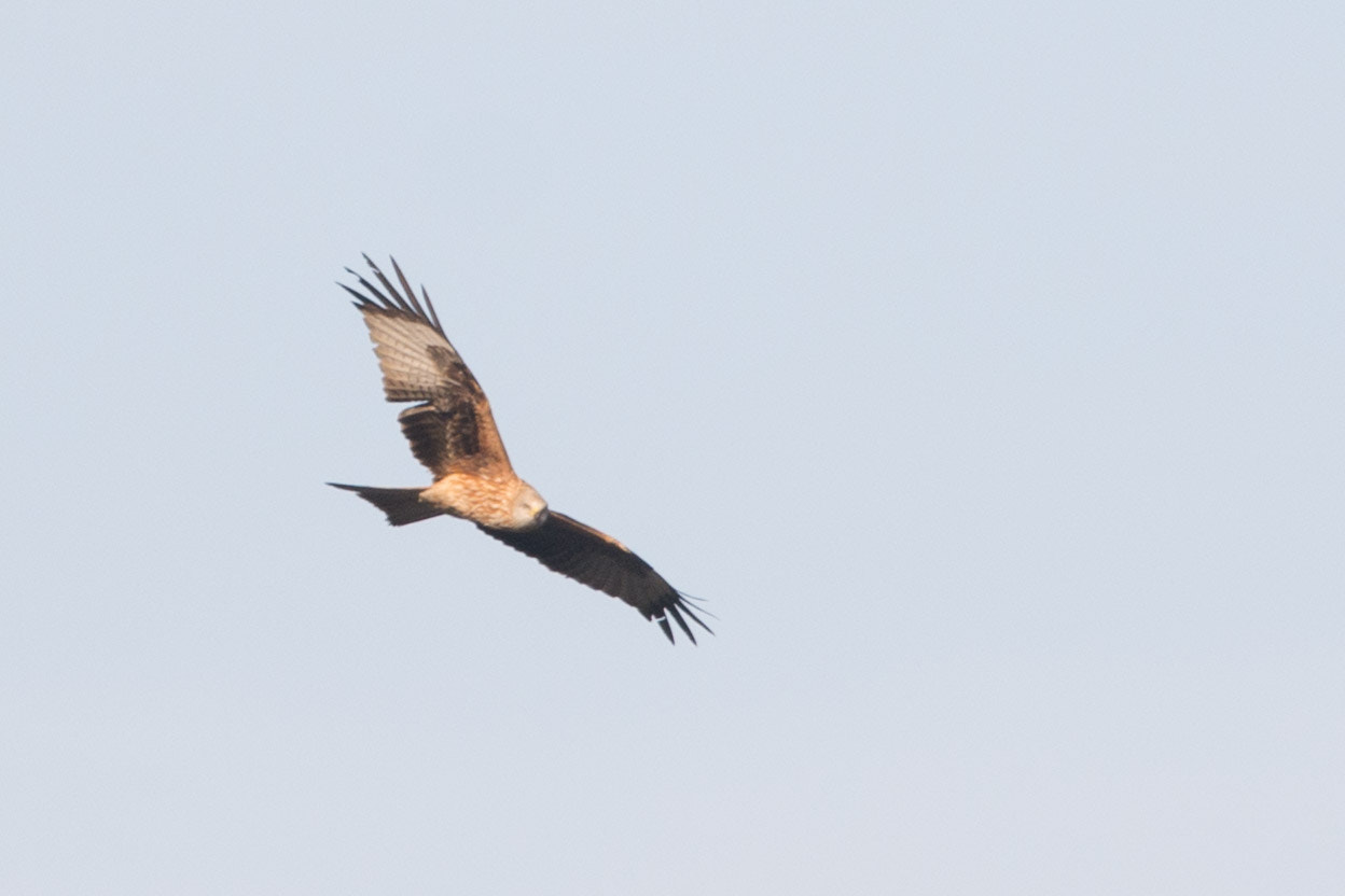 Nikon Nikkor AF-S 300mm F4E PF ED VR sample photo. Wildlife of the pyrenees photography