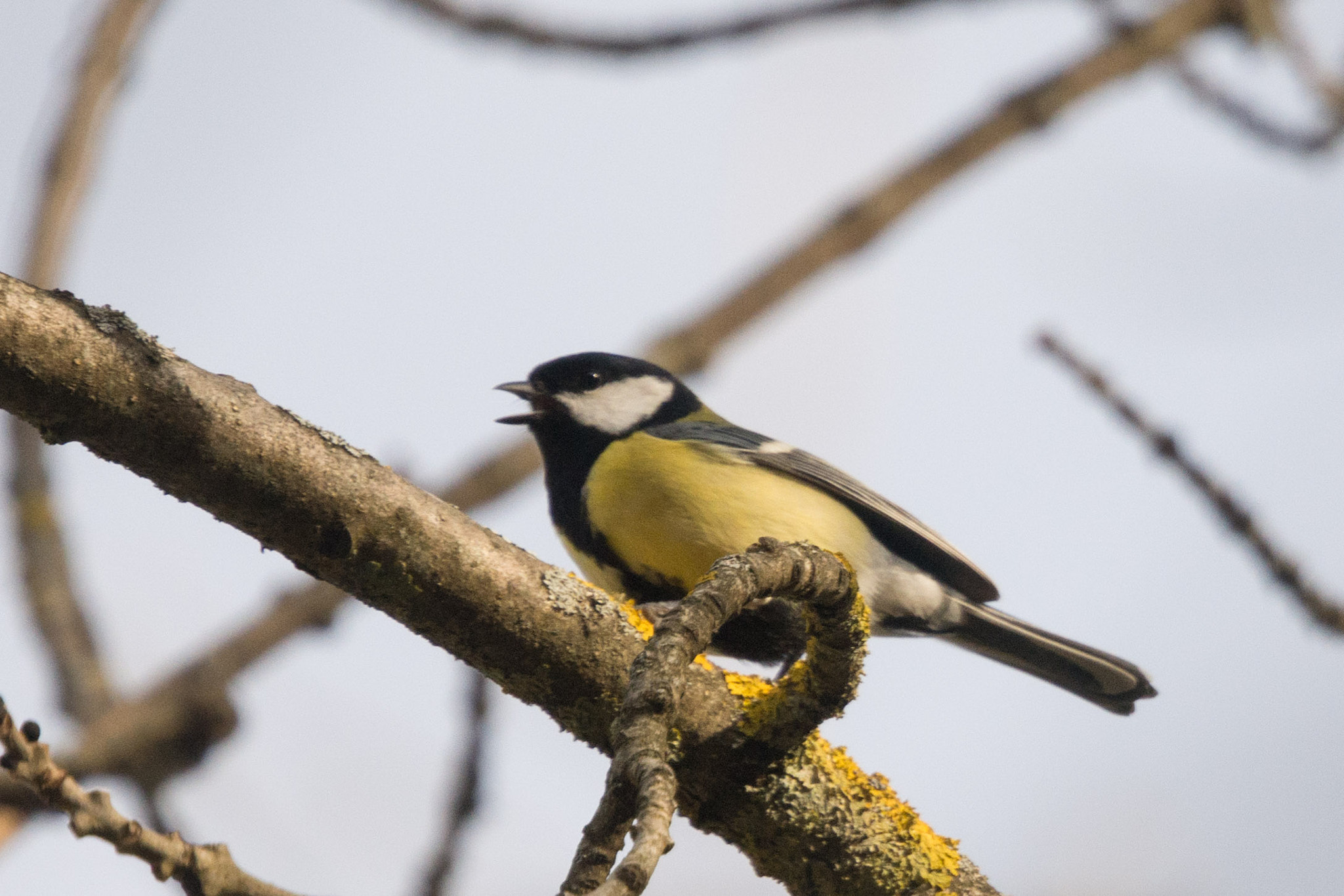 Nikon Nikkor AF-S 300mm F4E PF ED VR sample photo. Wildlife of the pyrenees photography