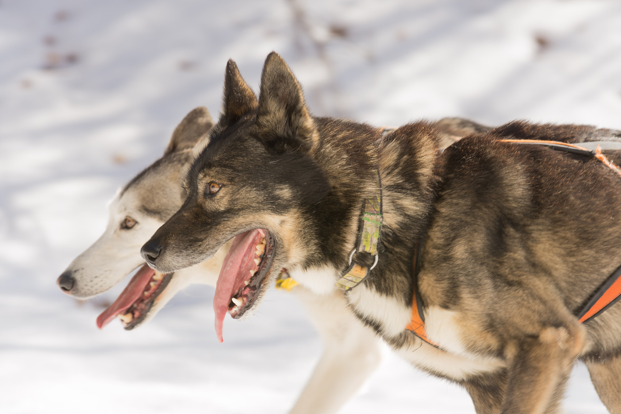 Sigma 50-150mm F2.8 EX APO DC OS HSM sample photo. Wildlife of the pyrenees photography