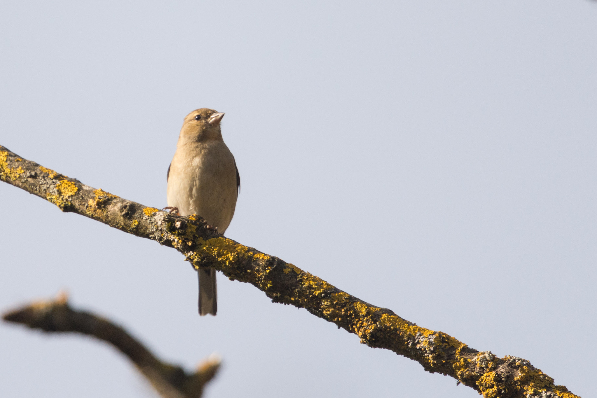 Nikon Nikkor AF-S 300mm F4E PF ED VR sample photo. Wildlife of the pyrenees photography