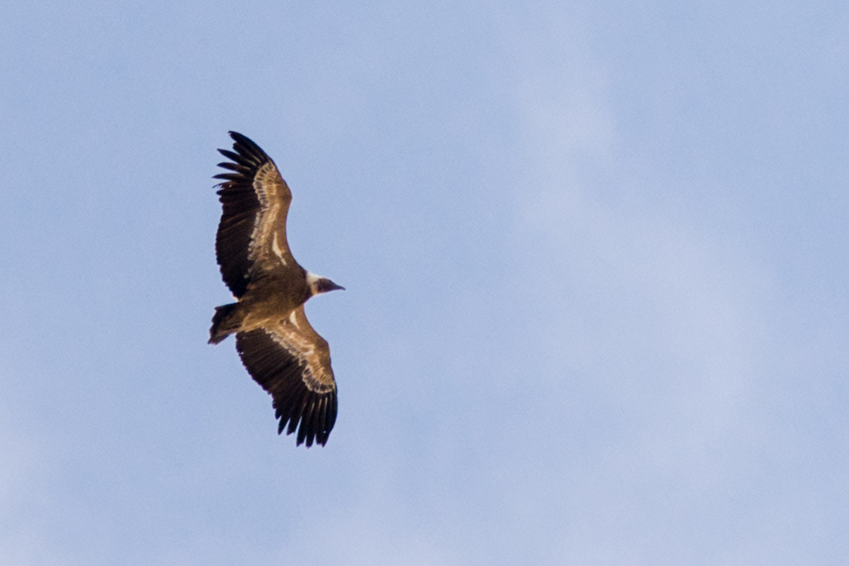 Nikon Nikkor AF-S 300mm F4E PF ED VR sample photo. Wildlife of the pyrenees photography
