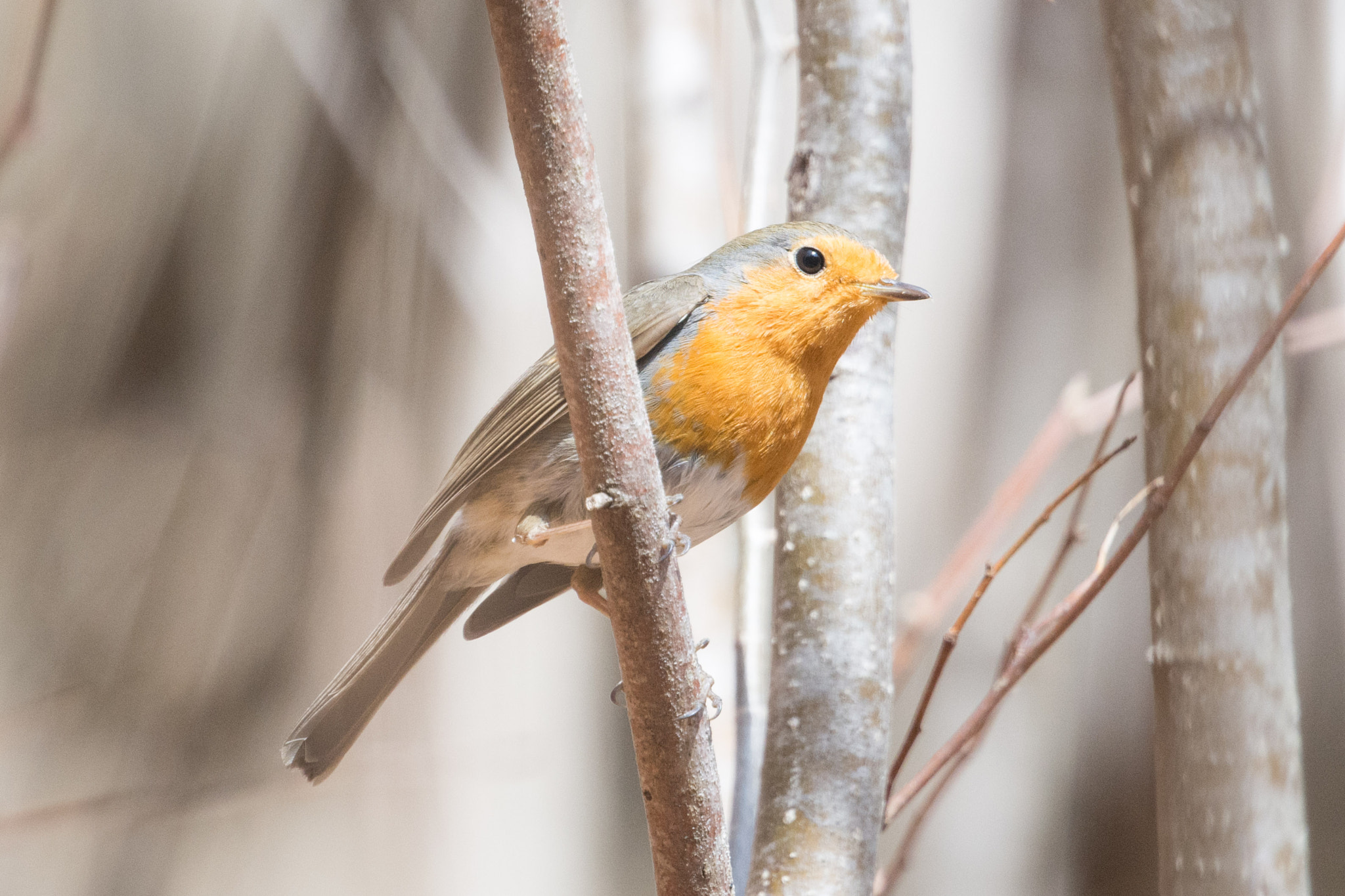 Nikon Nikkor AF-S 300mm F4E PF ED VR sample photo. Wildlife of the pyrenees photography