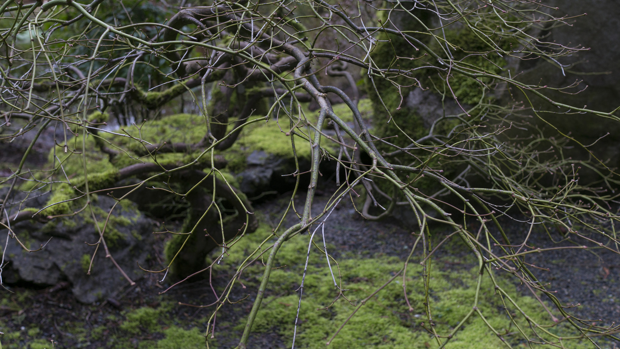 Sony Alpha NEX-6 + Sony Sonnar T* E 24mm F1.8 ZA sample photo. Spring @ yao garden photography