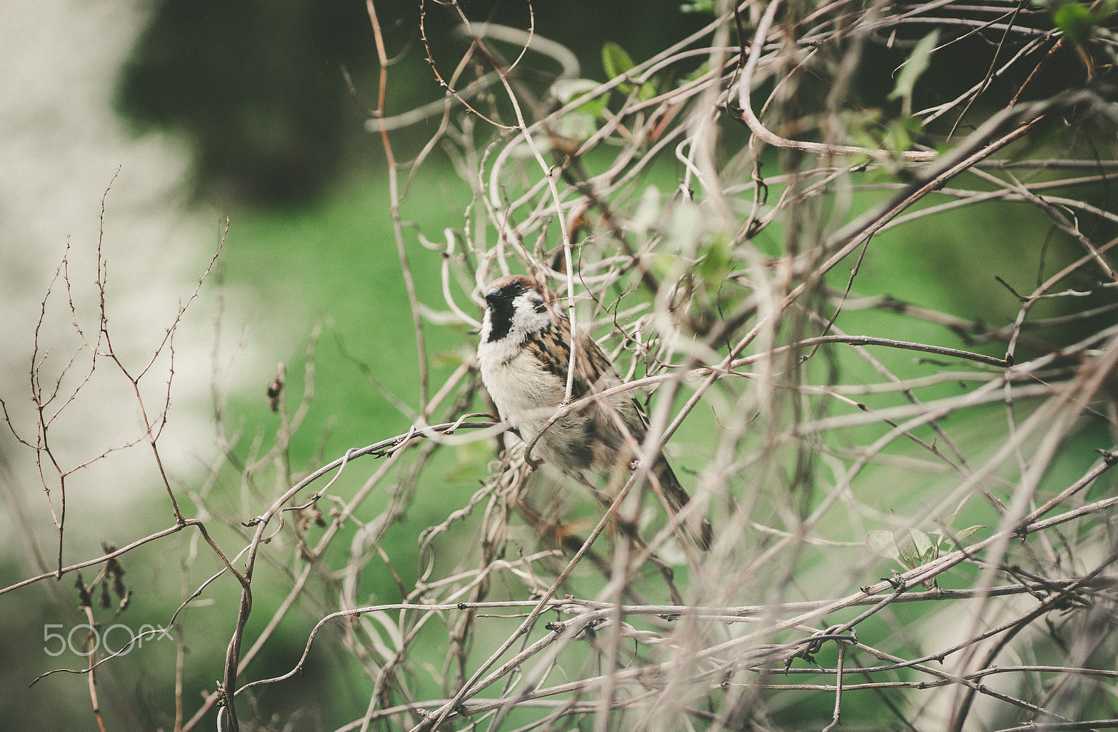 Canon EOS 600D (Rebel EOS T3i / EOS Kiss X5) + Tamron SP AF 90mm F2.8 Di Macro sample photo. Birdie photography
