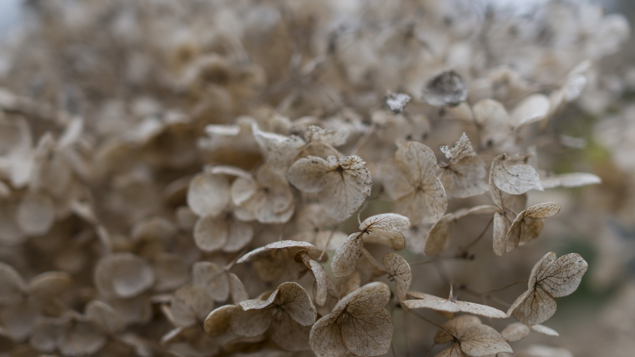 Sony Alpha NEX-6 + Sony Sonnar T* E 24mm F1.8 ZA sample photo. White foliage after rain photography